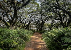 A dirt path in the middle of a forest