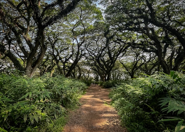 A dirt path in the middle of a forest