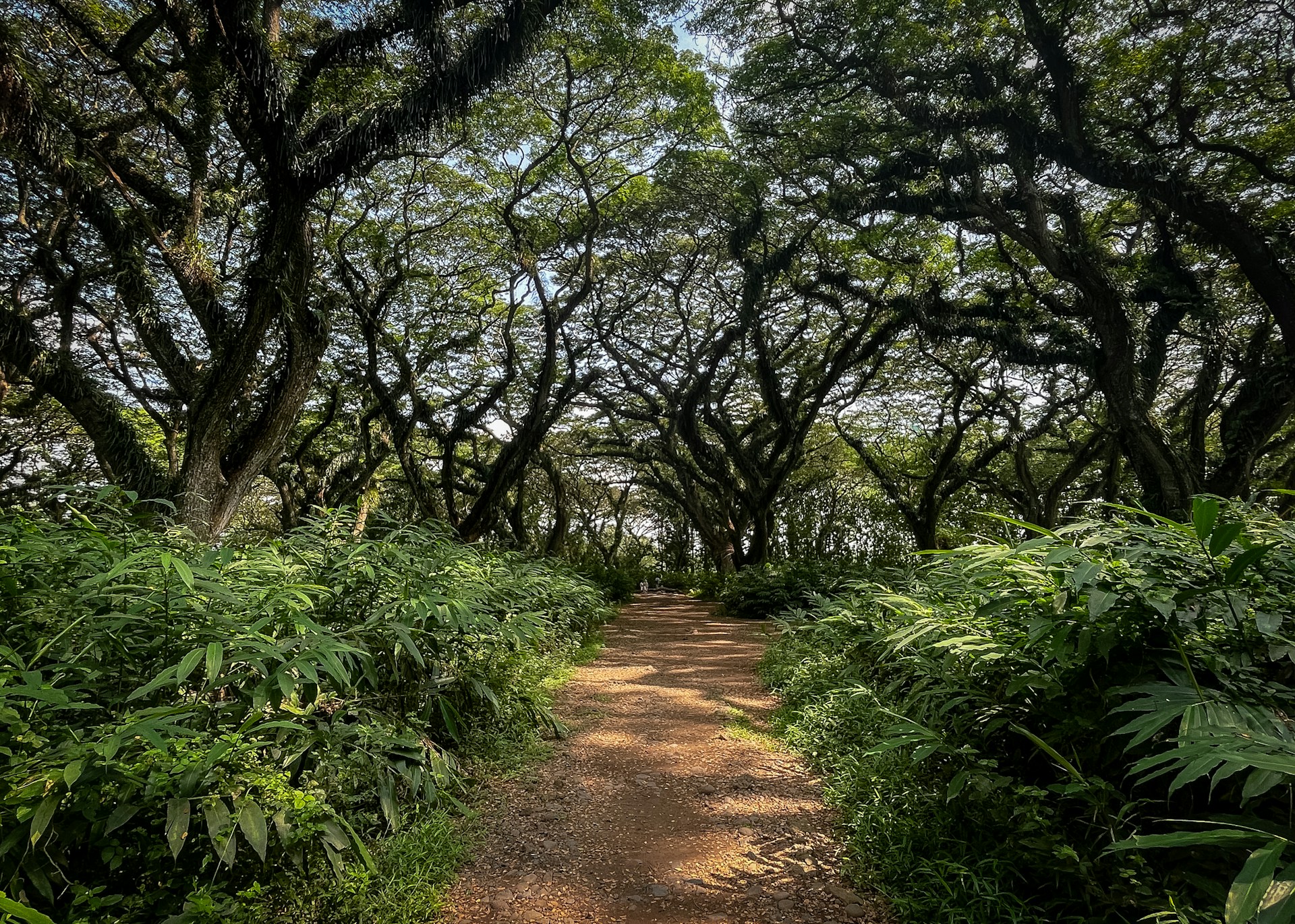A dirt path in the middle of a forest