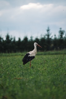 Щъркел в градина в Пловдивския регион през ранната пролет през март.