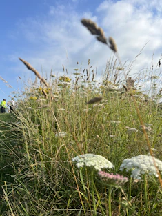A field with tall grass and flowers on a sunny day
