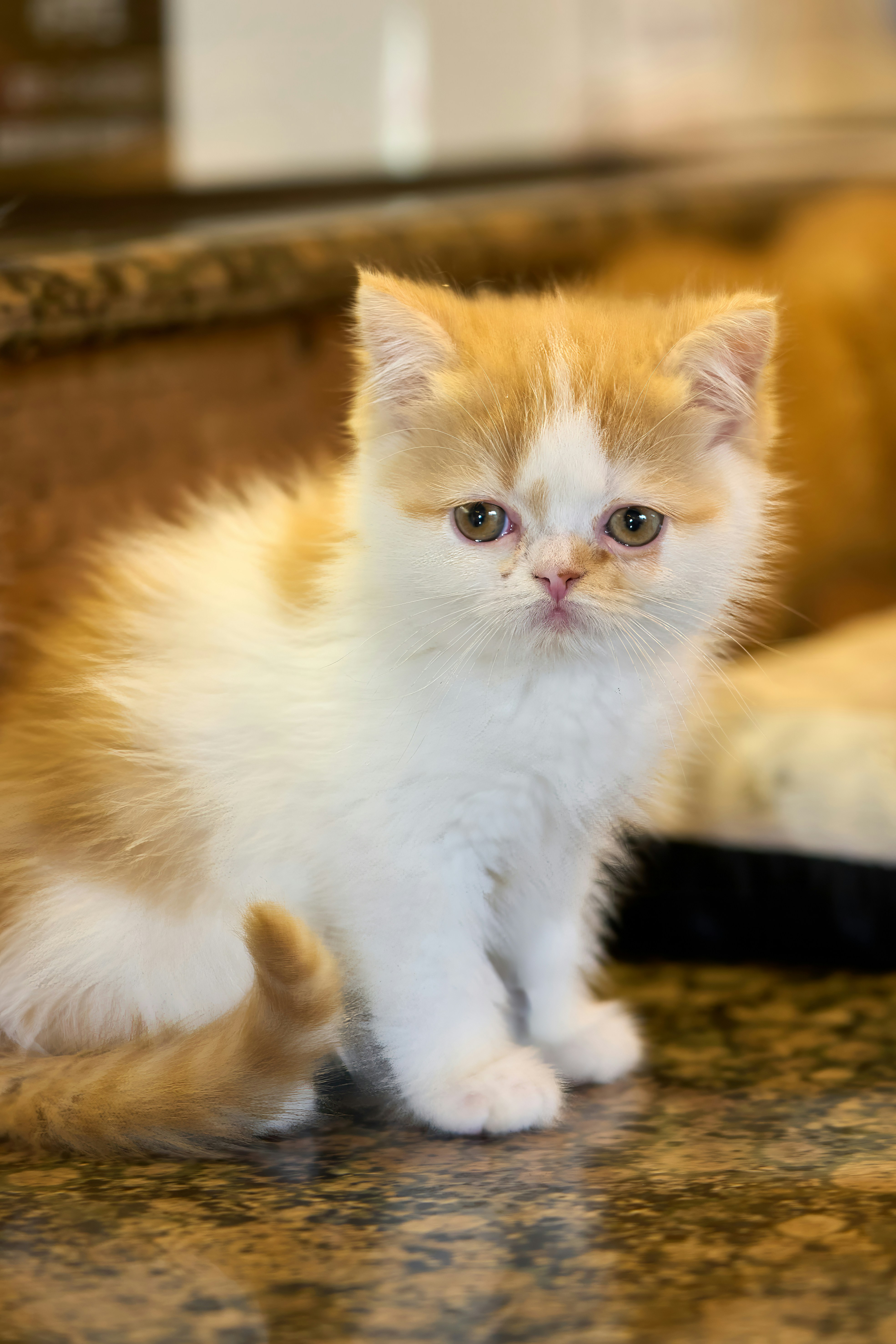 A small orange and white kitten sitting on a counter
