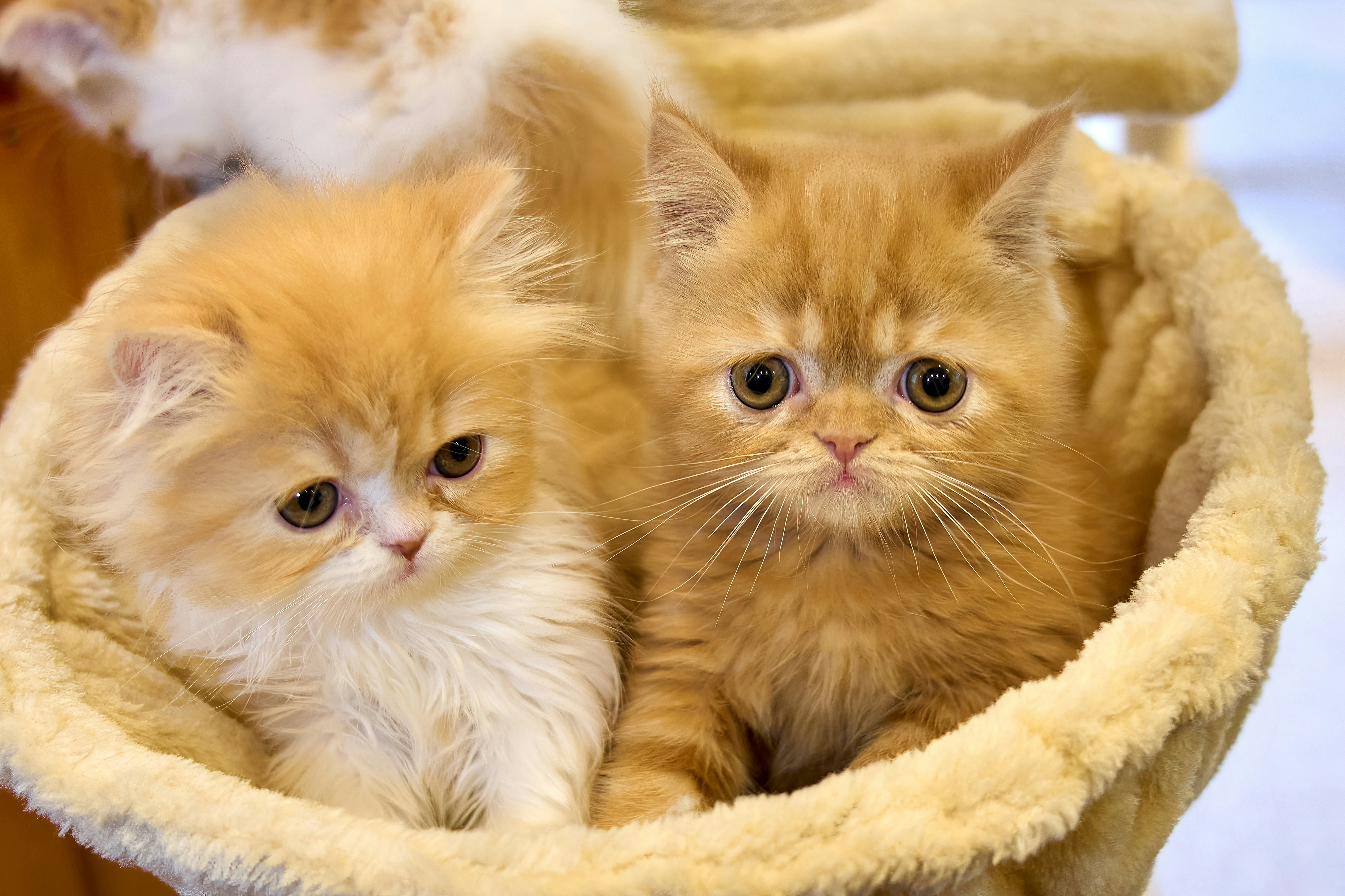 Two kittens are sitting in a cat bed