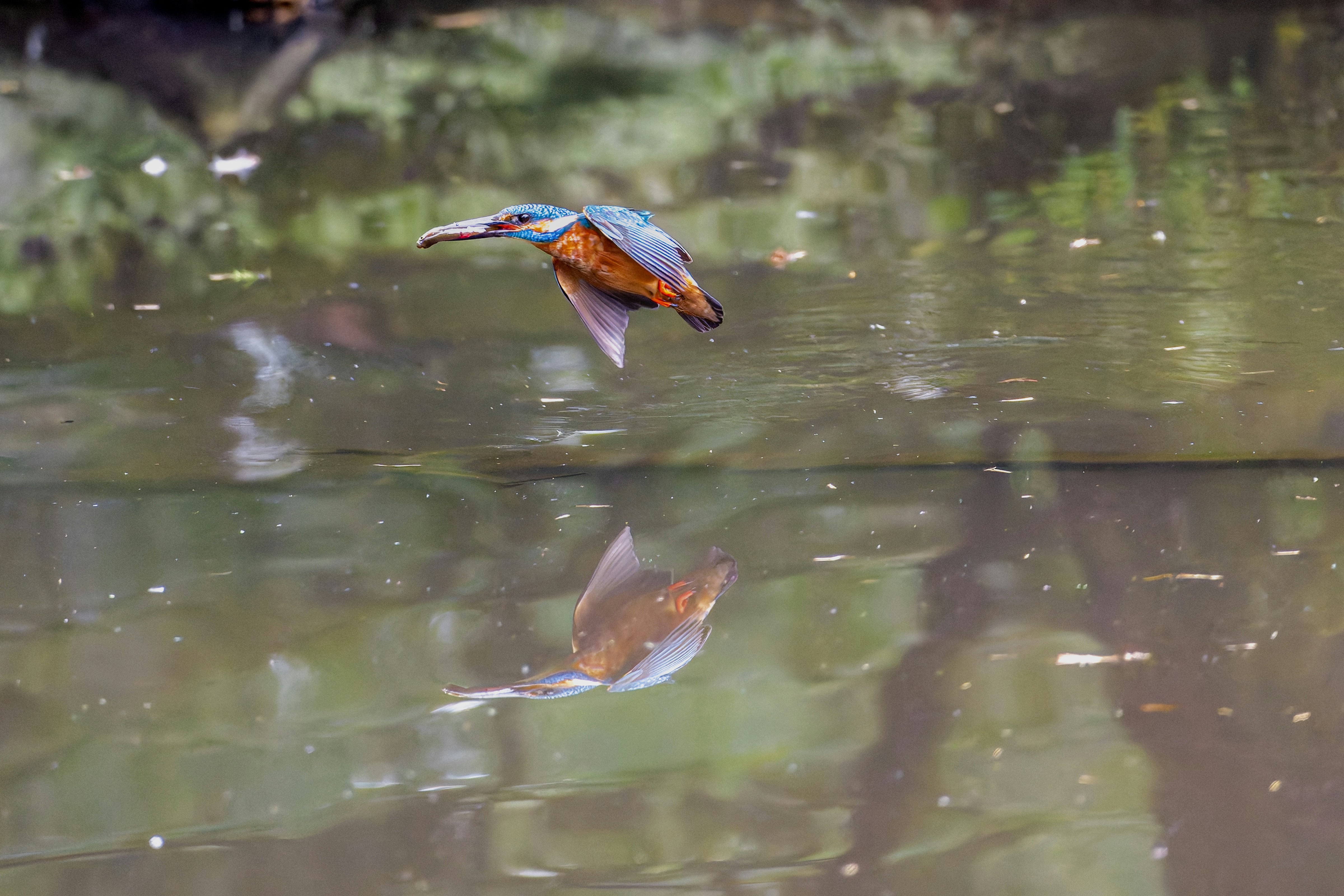 Photo by siegfriedpoepperl