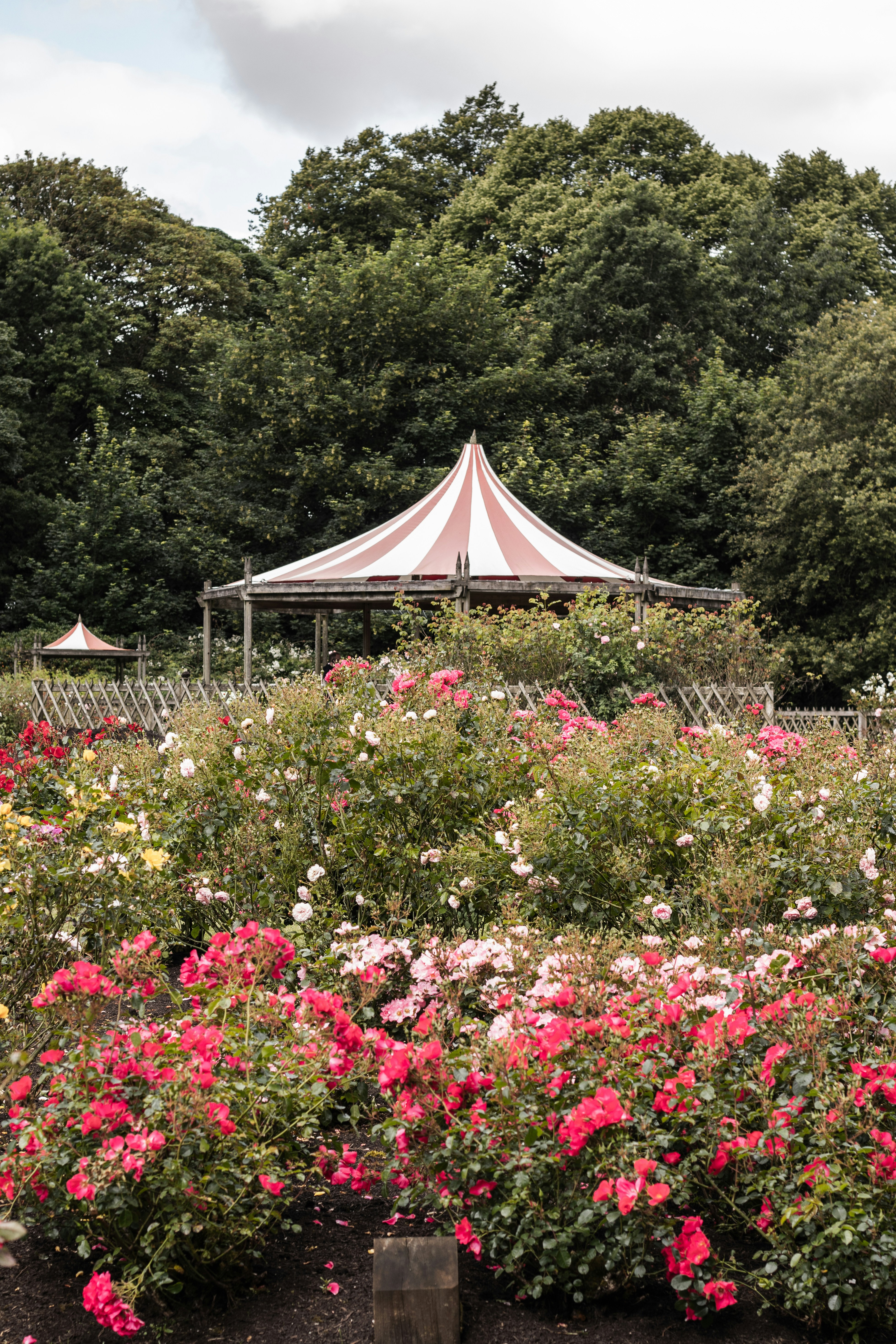 A tent in the middle of a flower garden