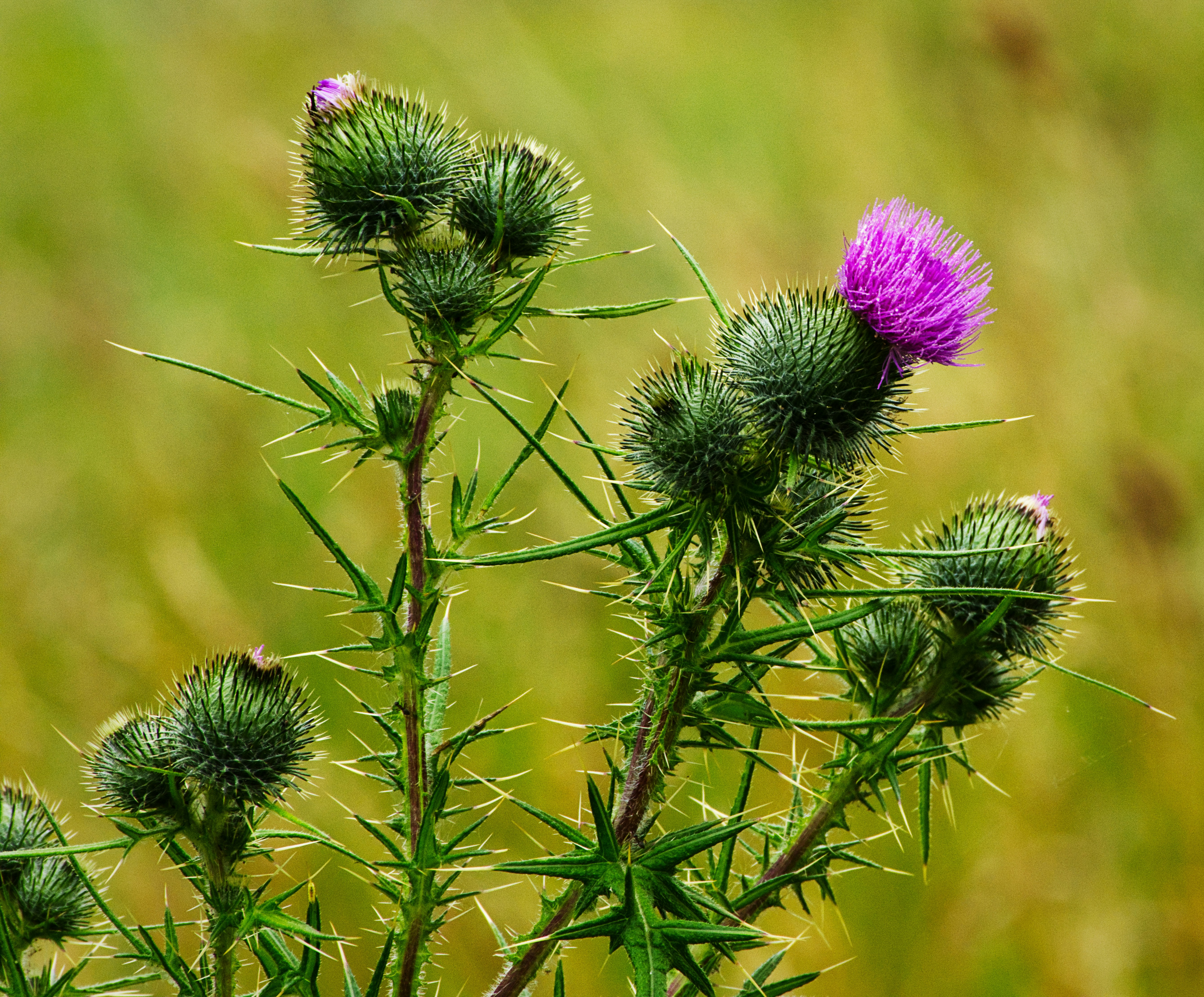 A close up of a purple flower in a field