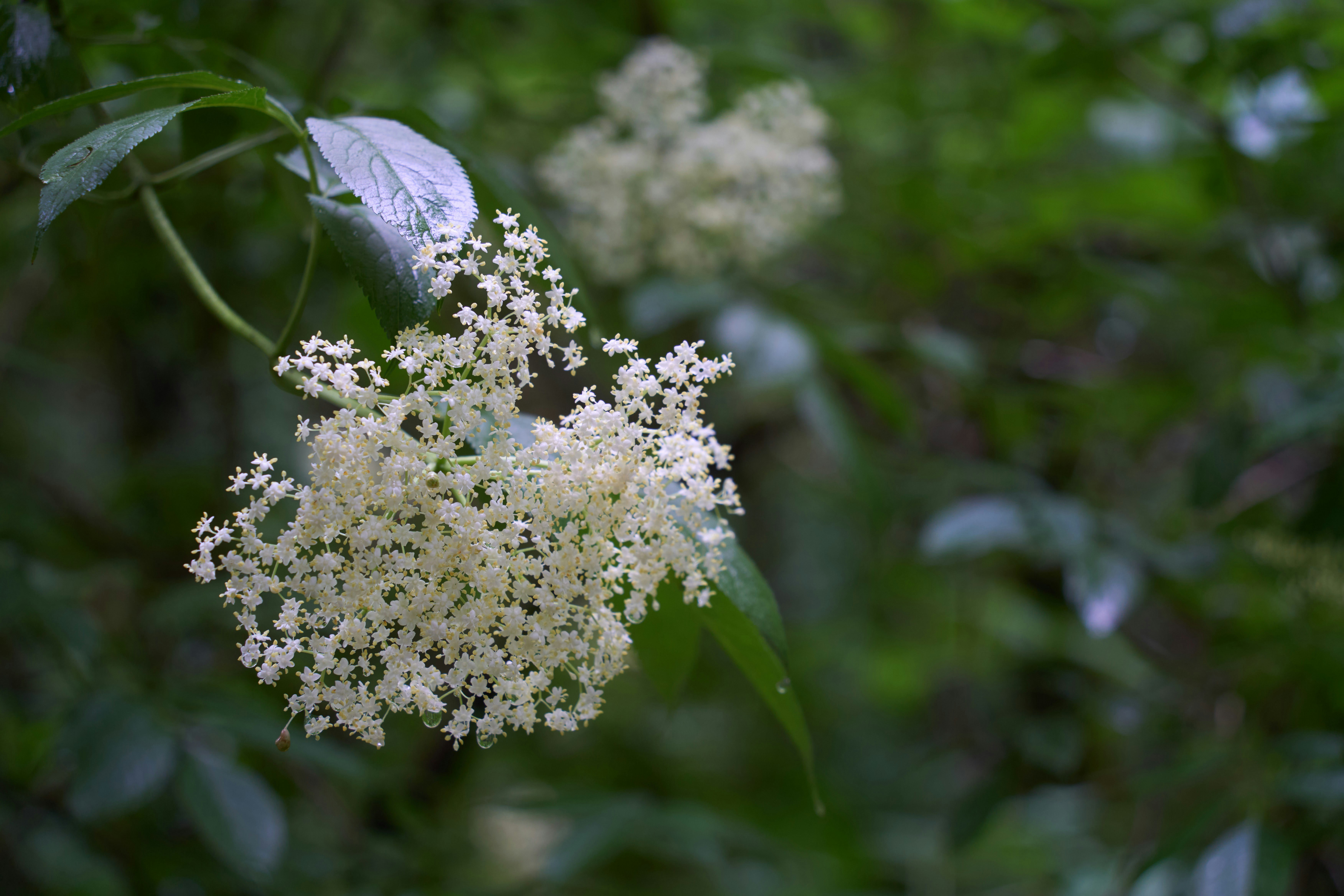 Photo by wolfgang_hasselmann