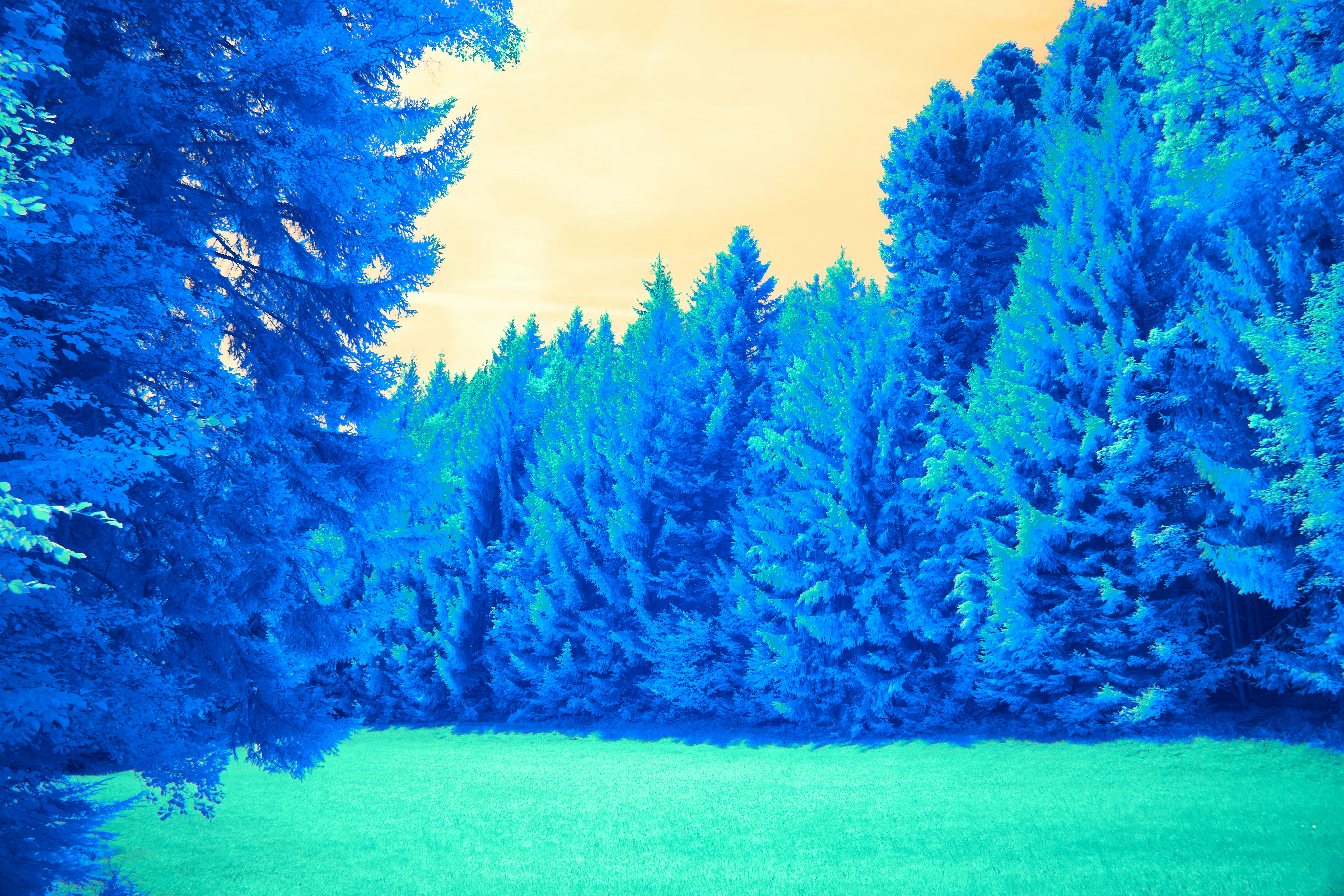 Photo by wolfgang_hasselmann