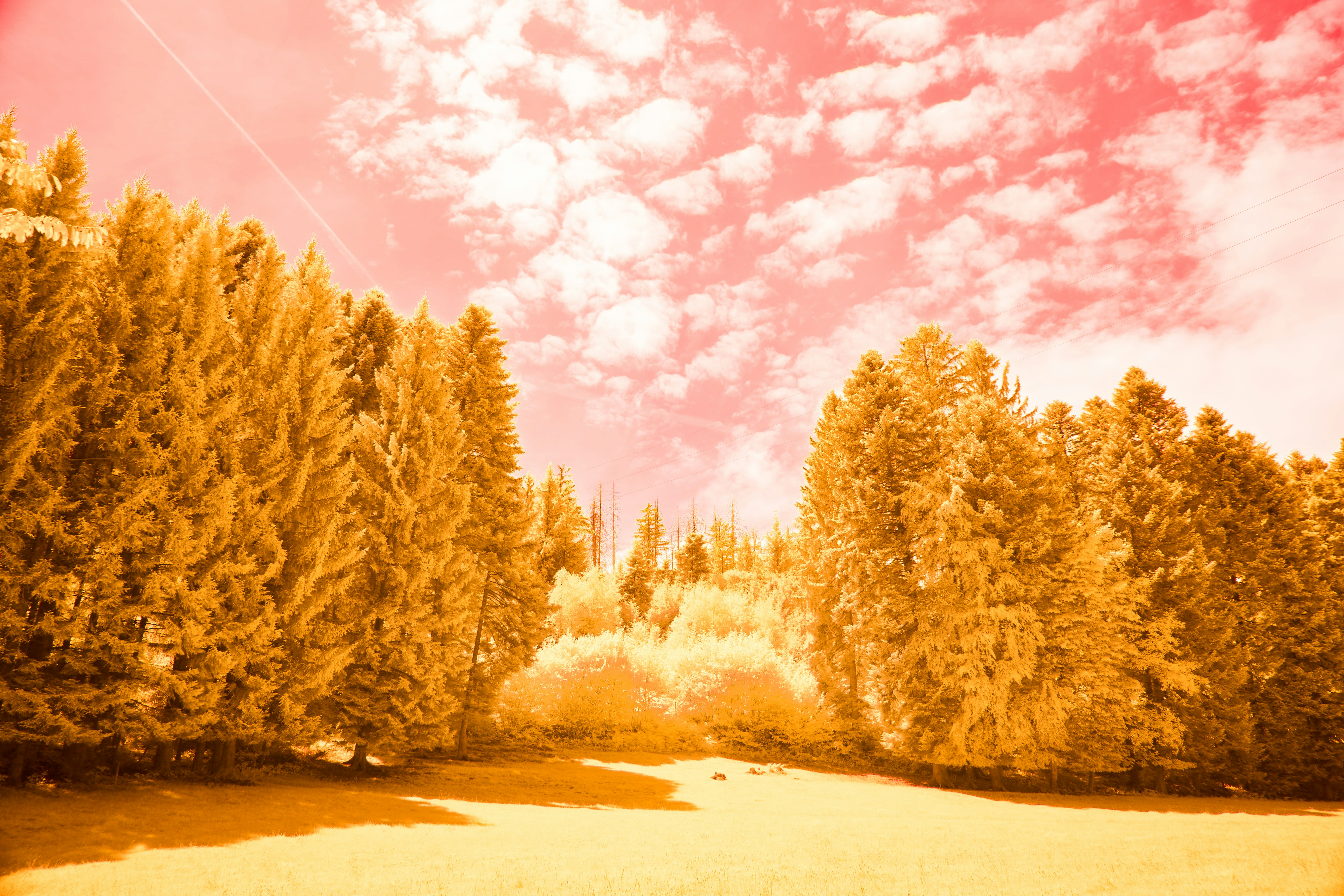 Photo by wolfgang_hasselmann