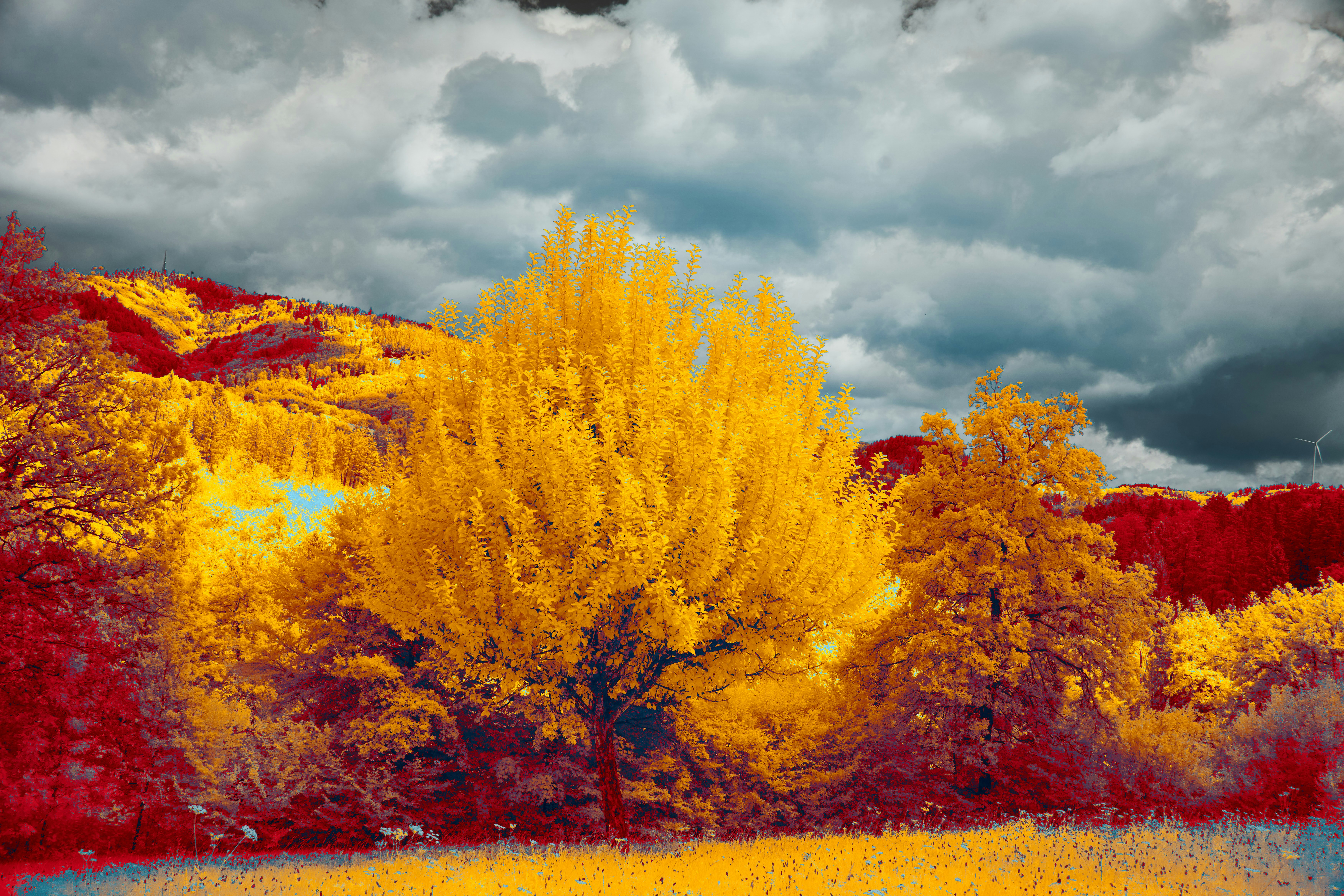 Photo by wolfgang_hasselmann