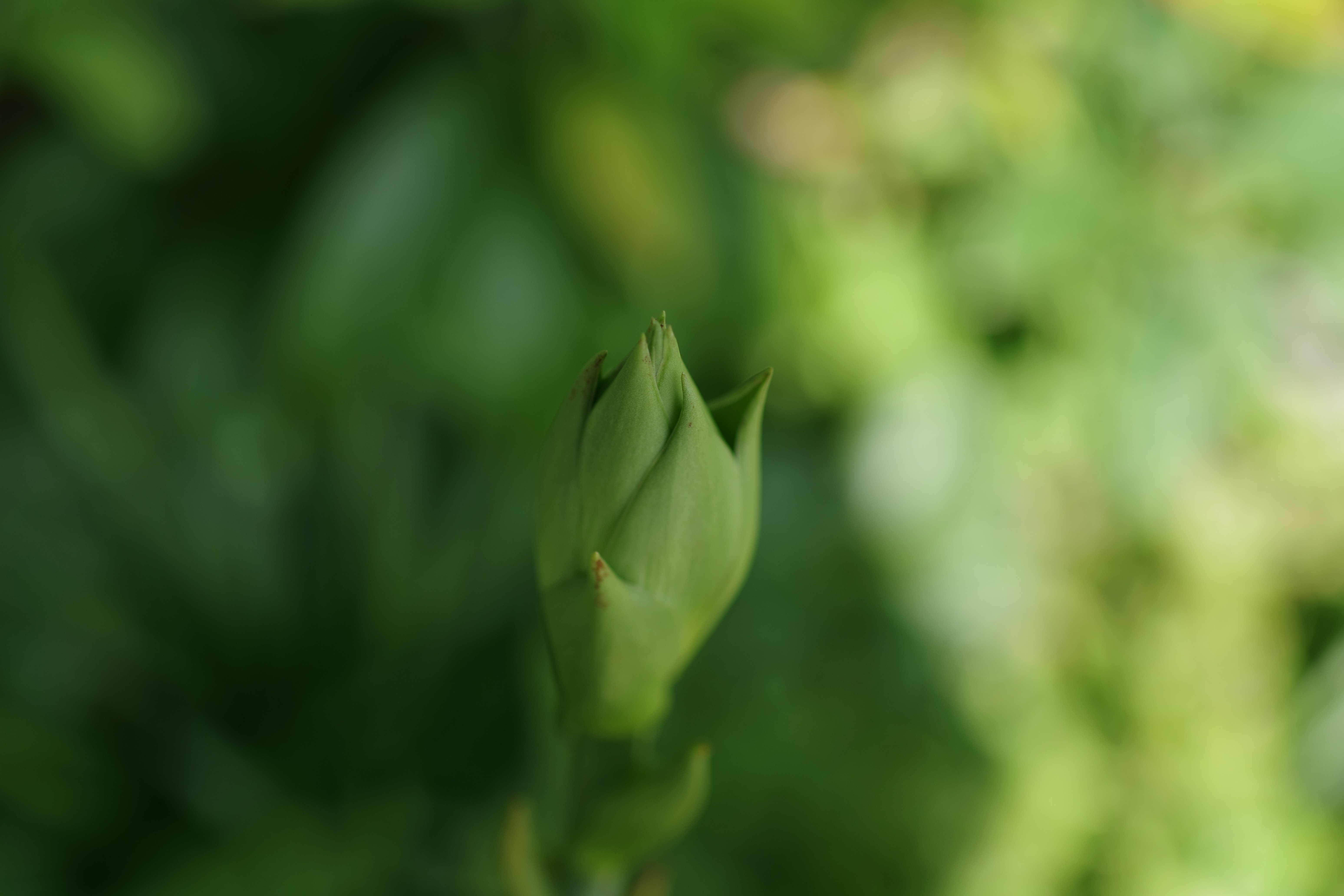 A close up of a plant with a blurry background