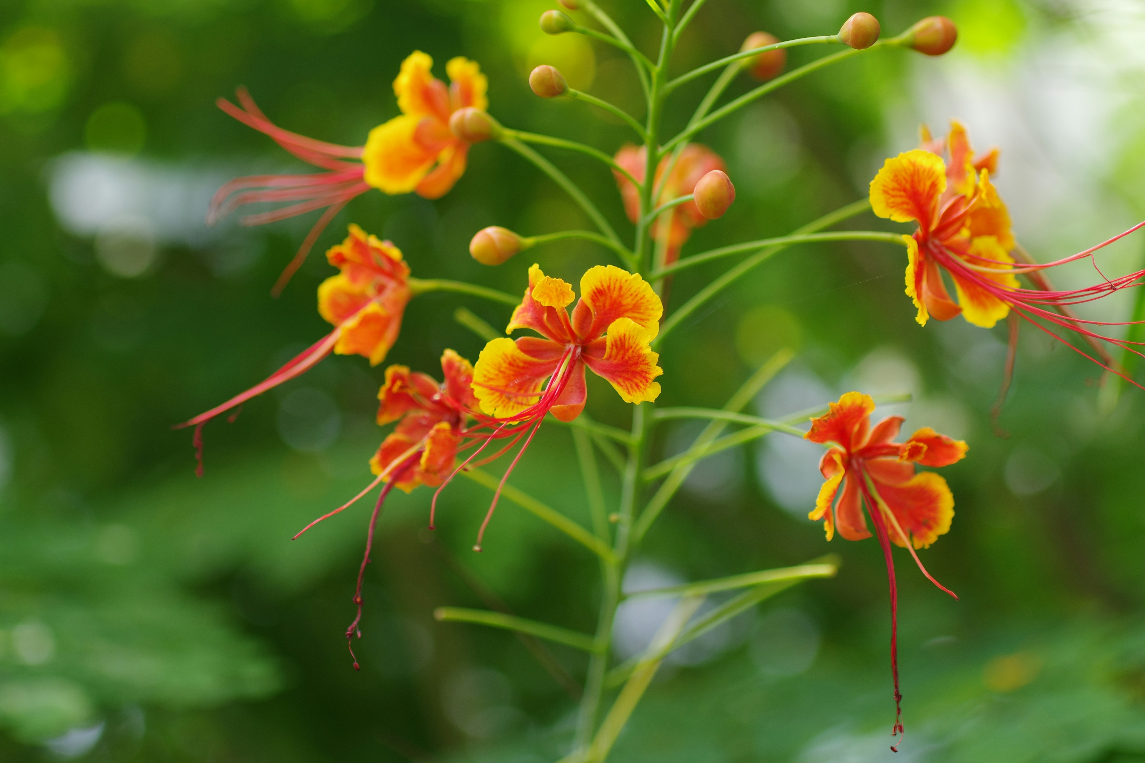 Beautiful green and flower garden、新緑と美しい花が織りなす絶景 A superb view of fresh greenery and beautiful flowers、Give a bouquet of flowers 花束贈るA superb view of Japan's beautiful village and flowers