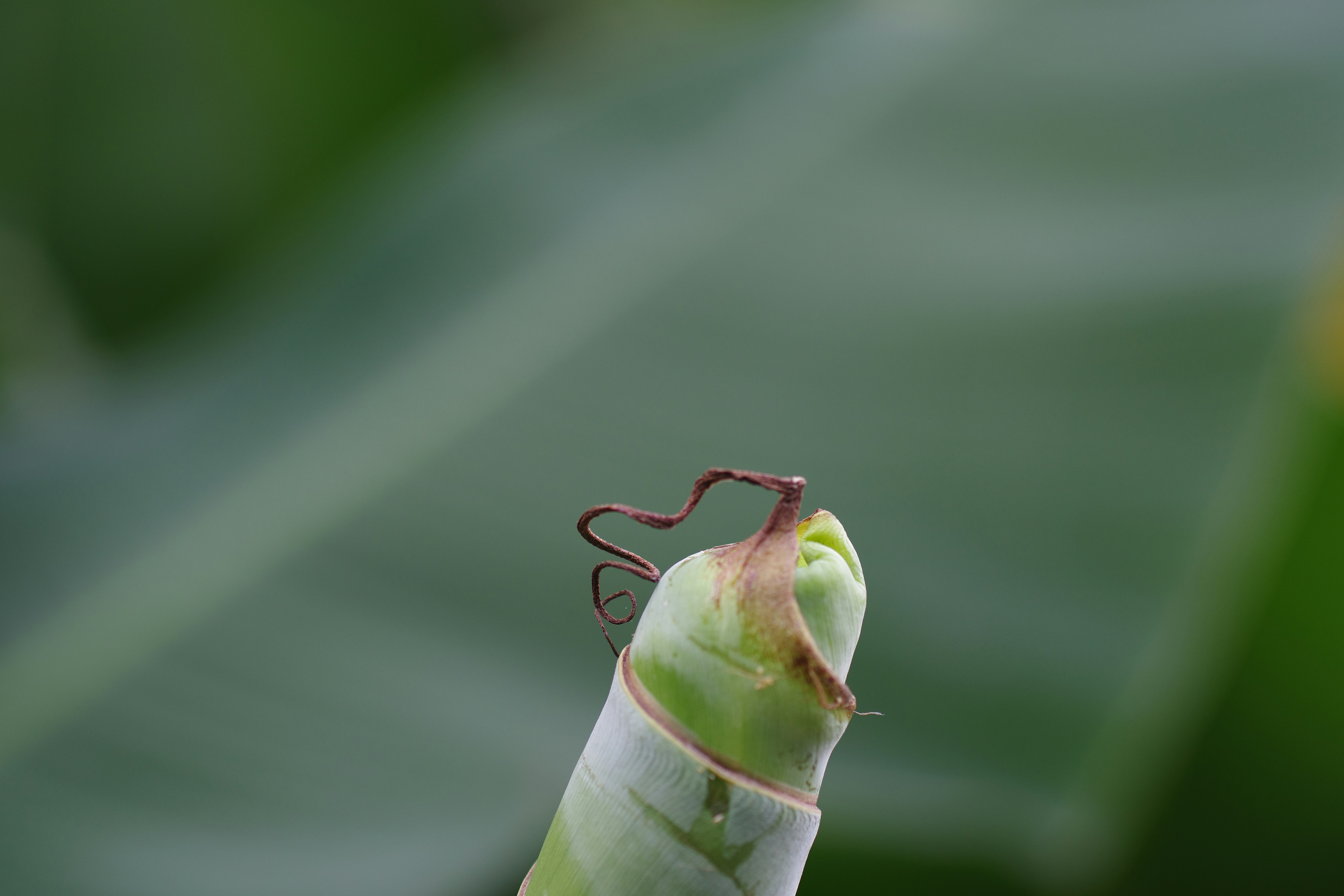 A close up of a leaf with a bug crawling on it