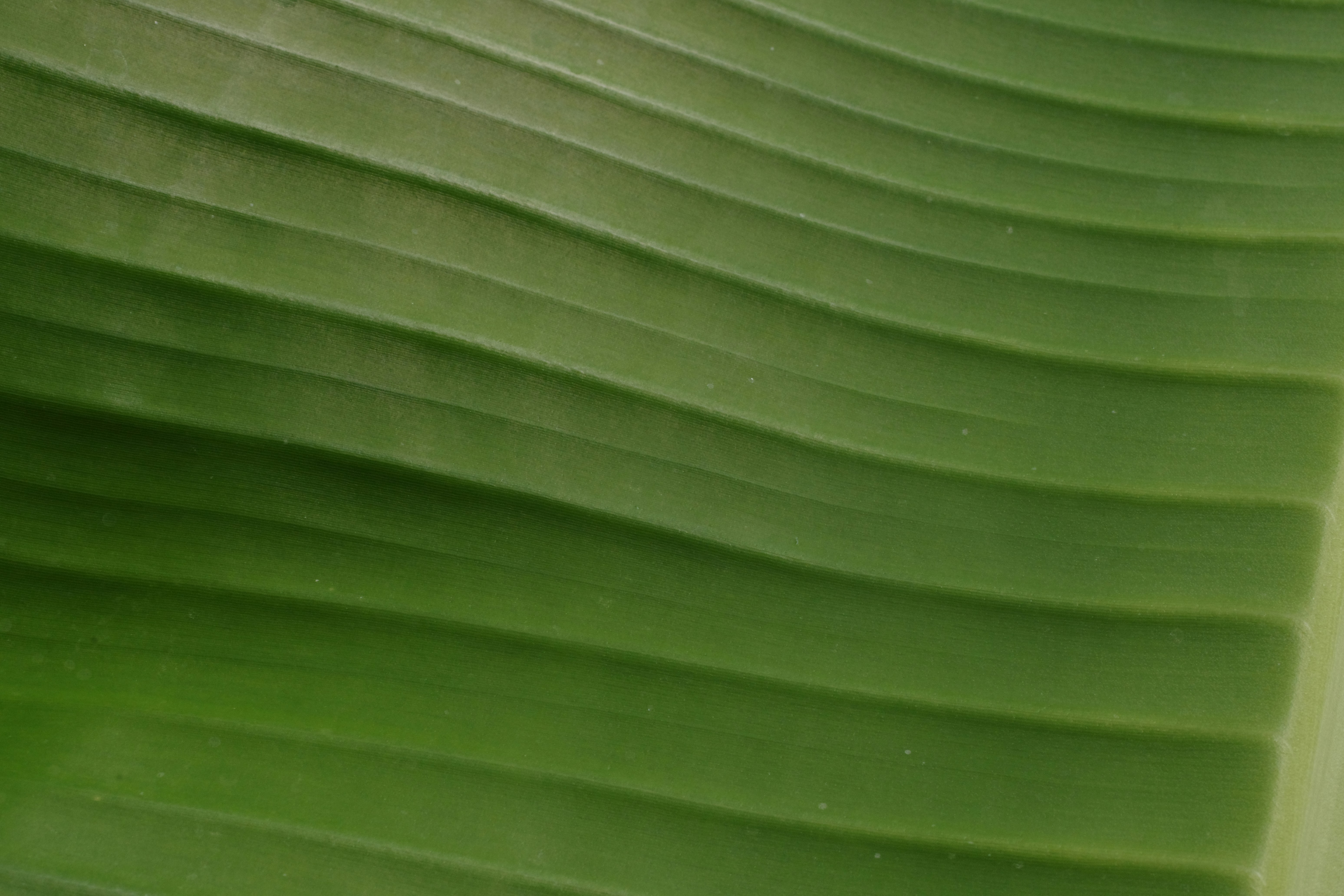 Beautiful green and flower garden、新緑と美しい花が織りなす絶景 A superb view of fresh greenery and beautiful flowers、Give a bouquet of flowers 花束贈るA superb view of Japan's beautiful village and flowers