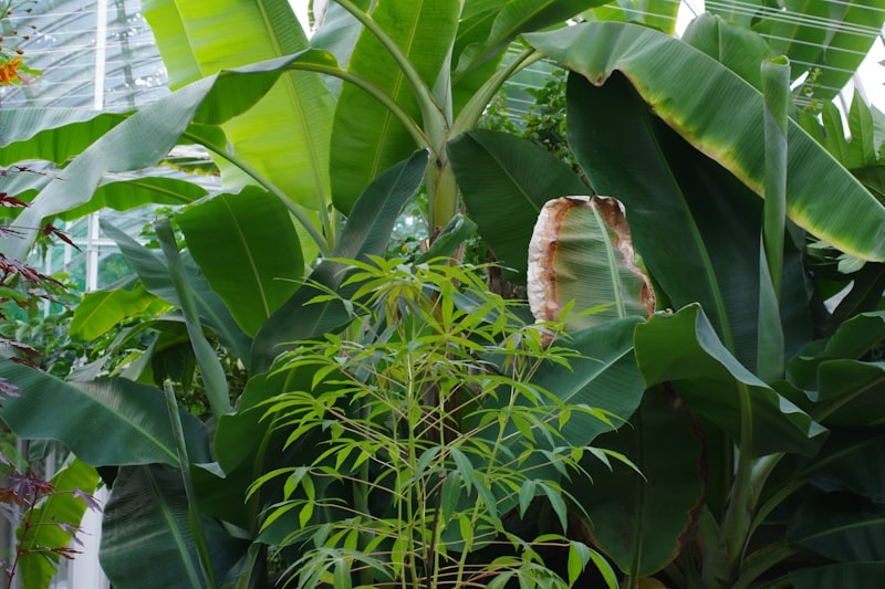 空気清浄効果のある観葉植物 TOP5