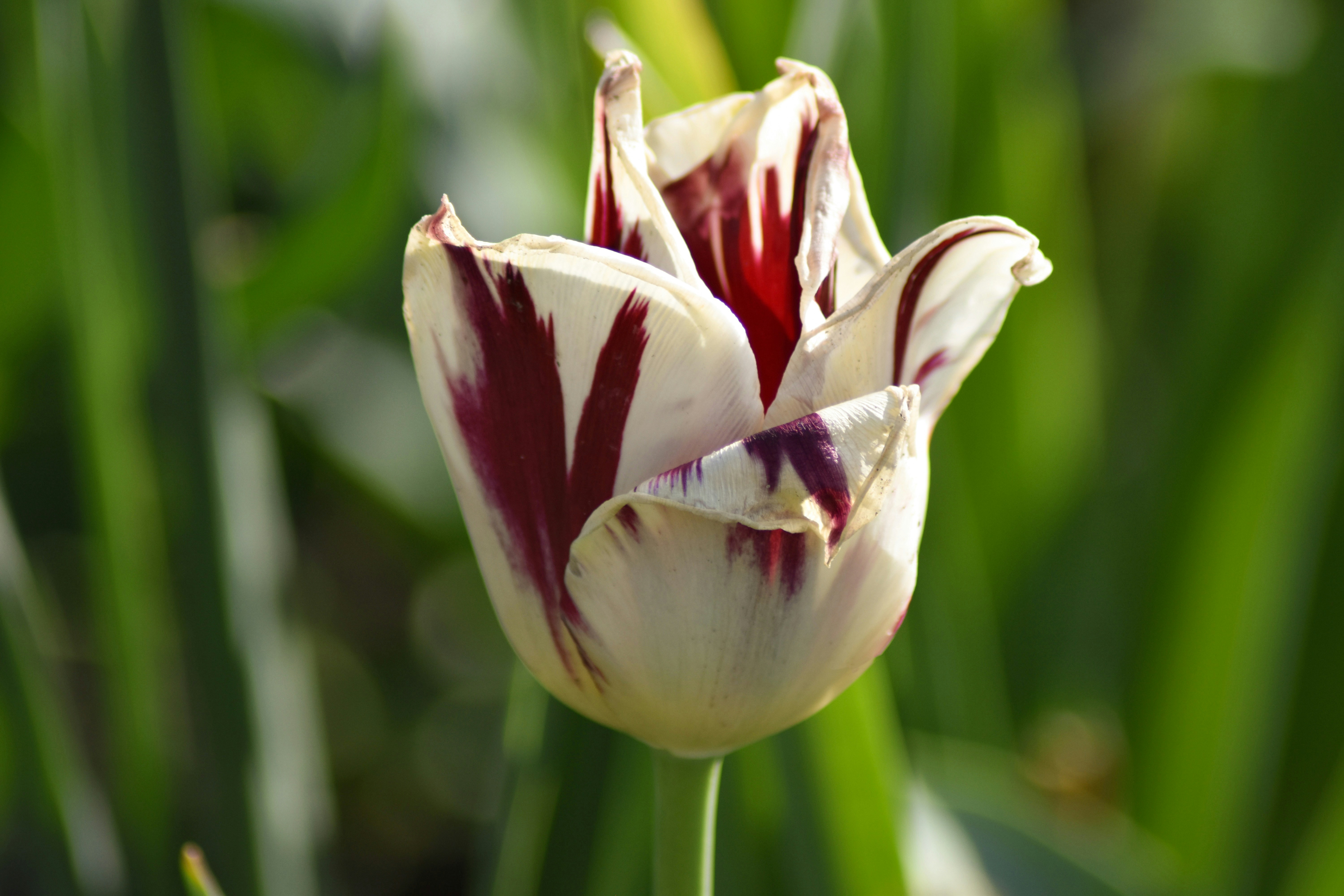 White and red striped flower in a garden