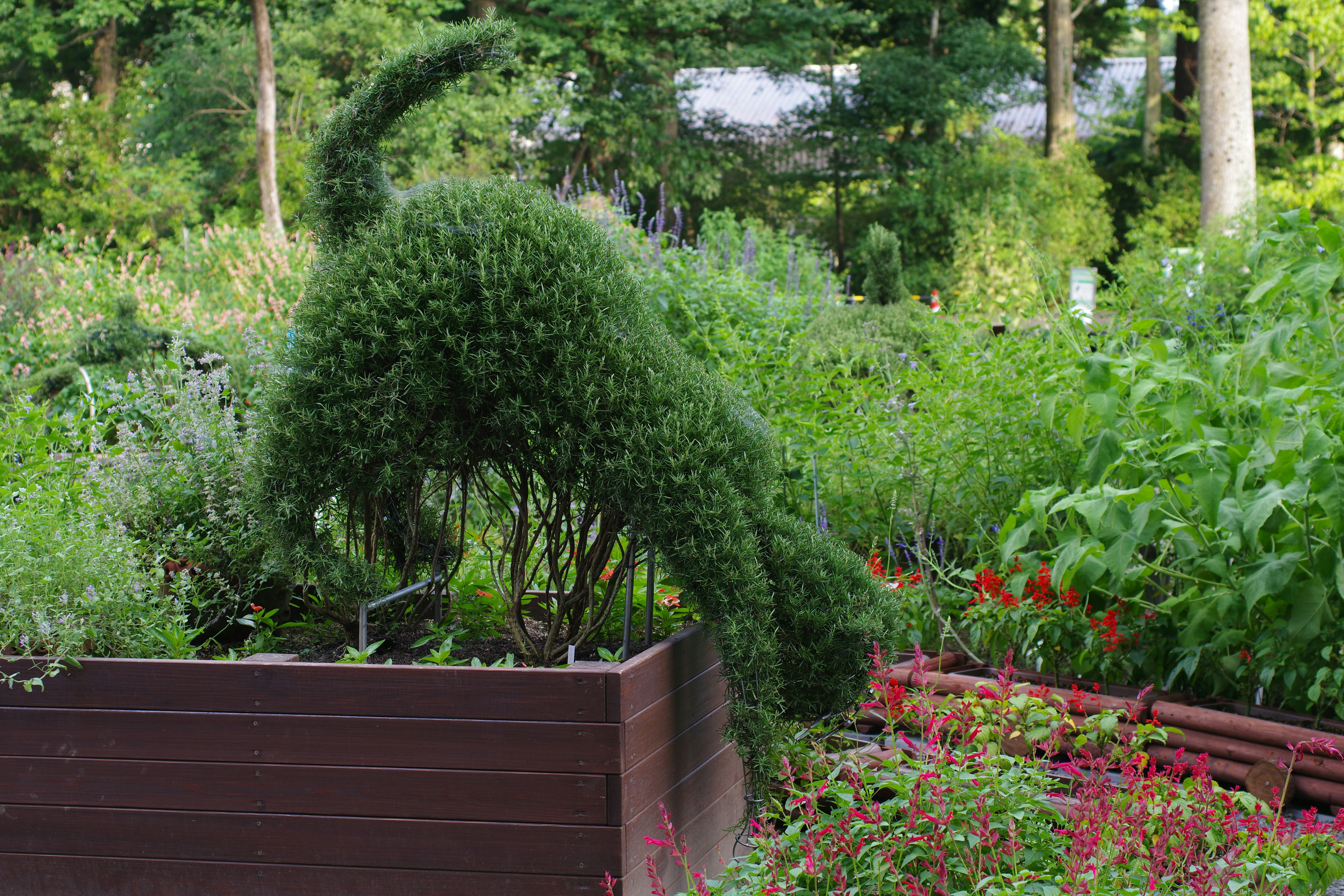 An organized wooden plant marker with the label "Basil" in a lush green herb garden bed.