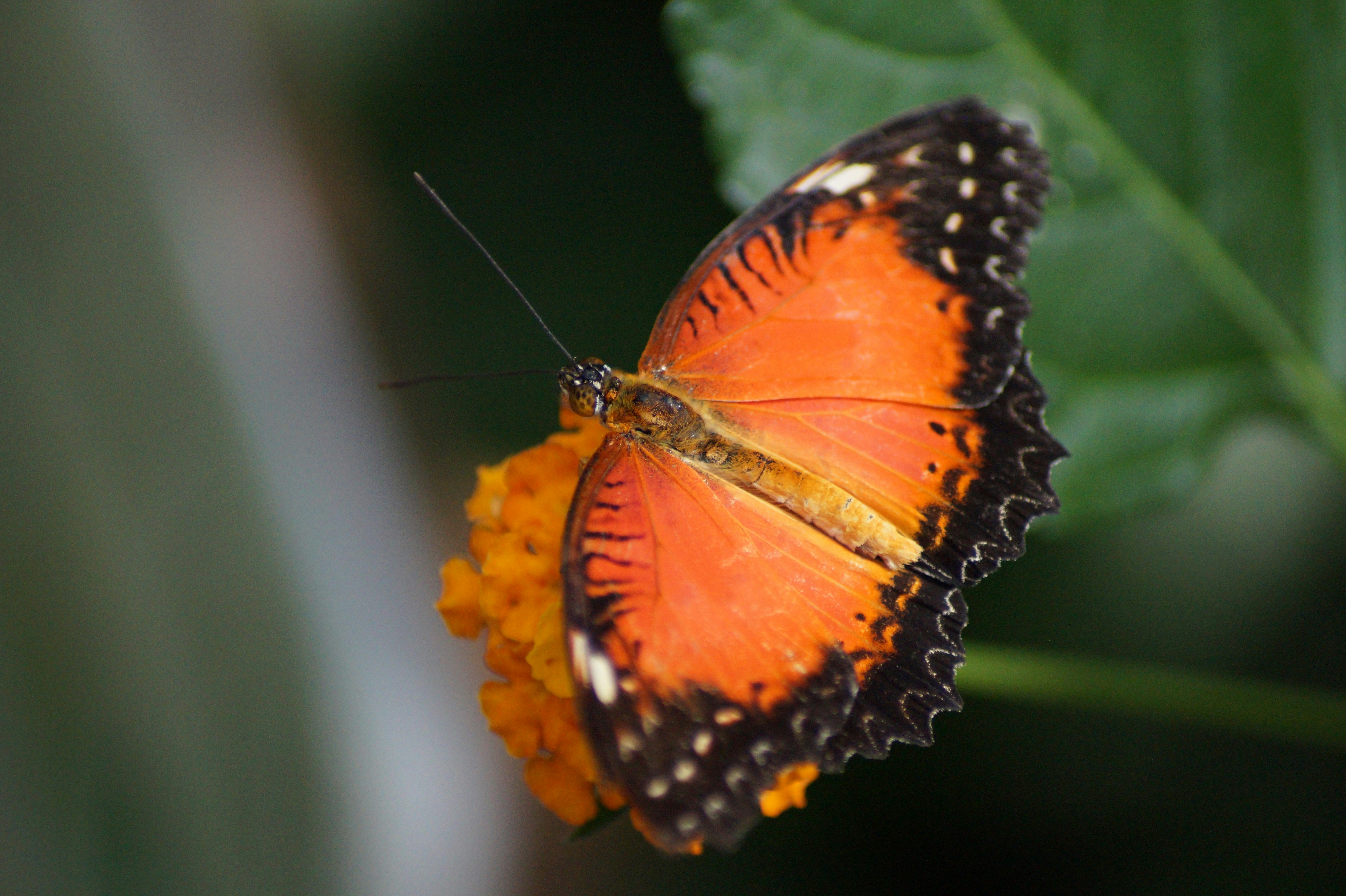 オレンジ色の蝶の写真 – Unsplashの花の無料画像