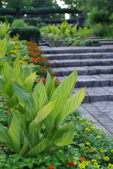 A garden filled with lots of green plants