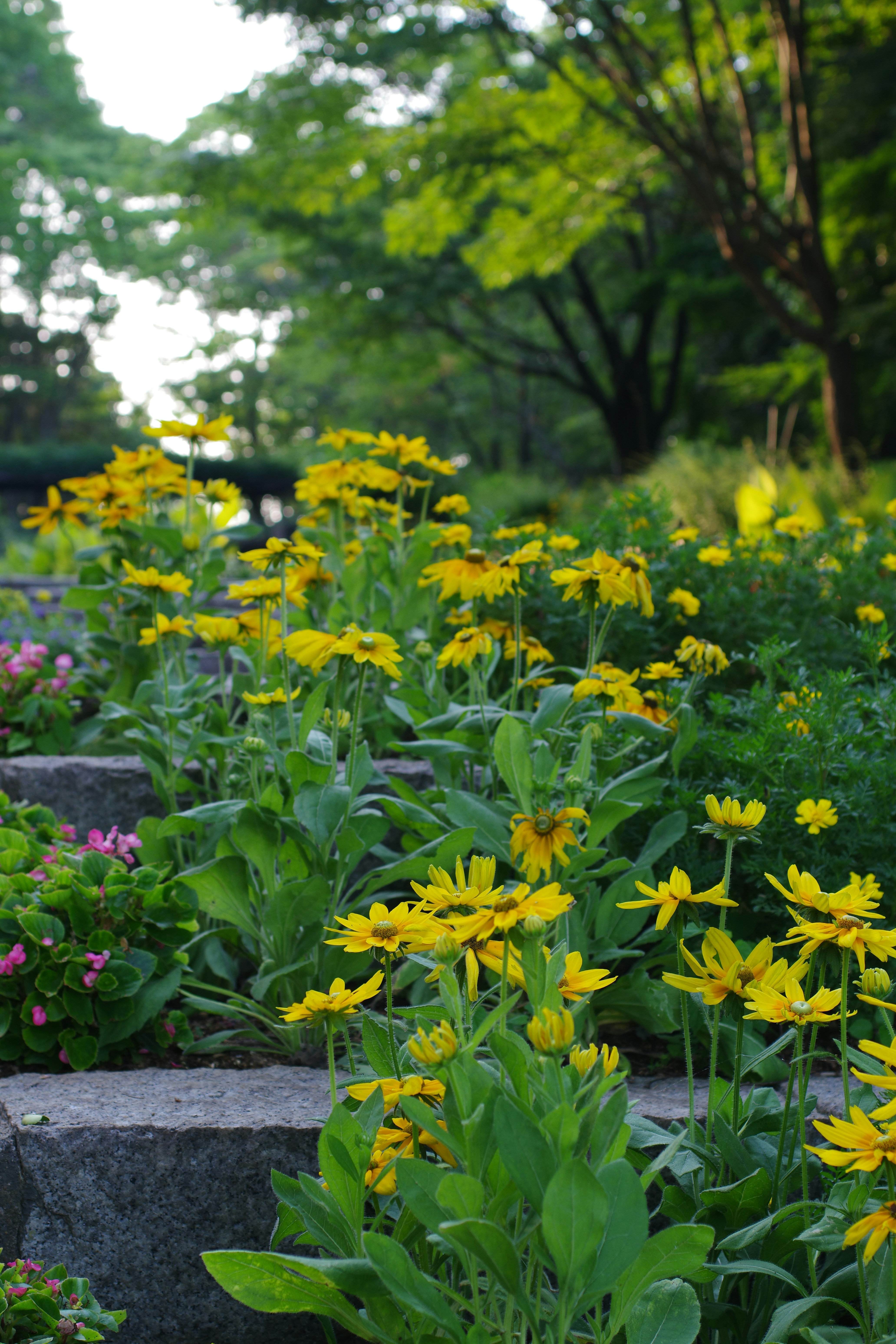A garden filled with lots of yellow flowers photo – Free Flower Image ...