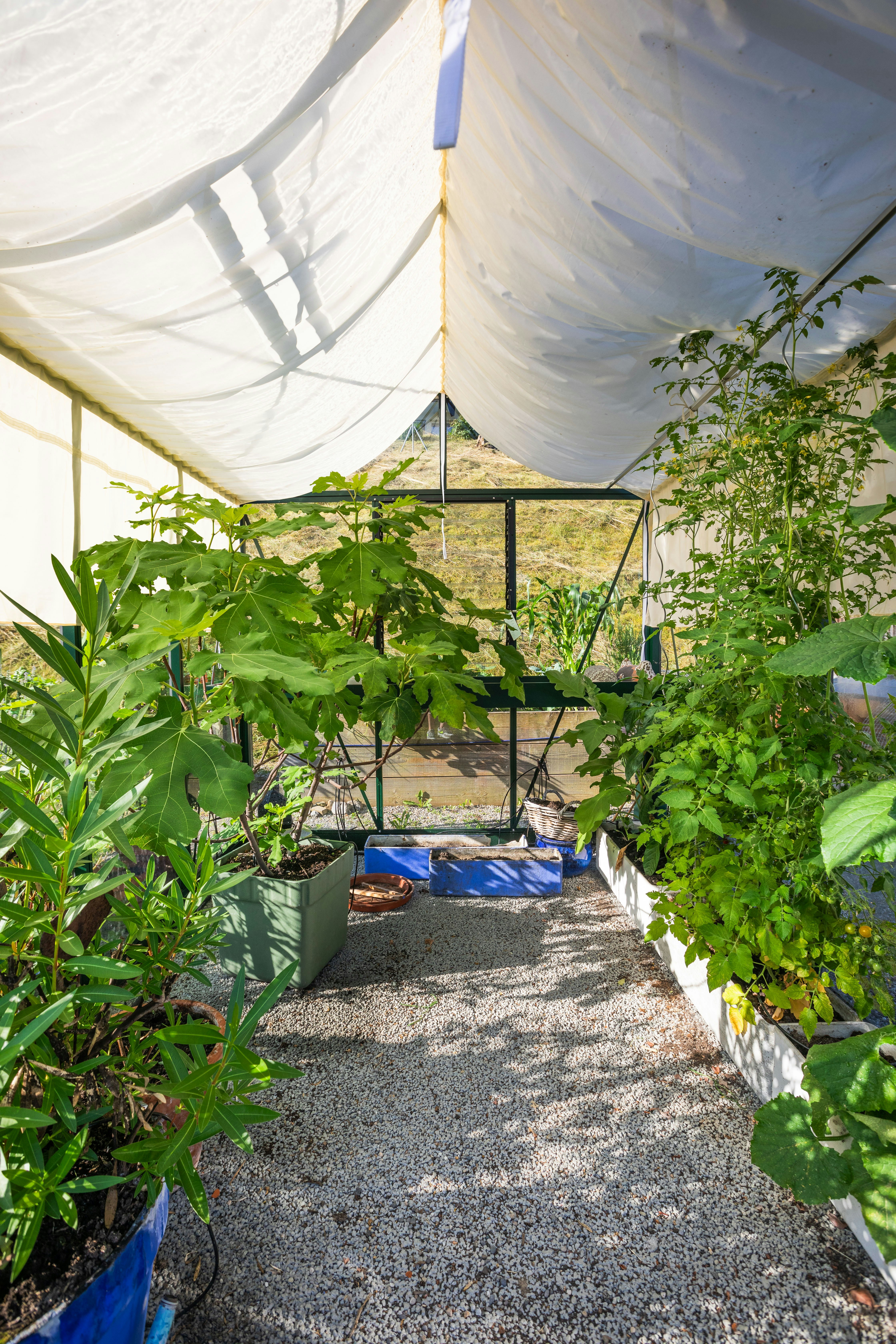 A group of plants that are inside of a tent