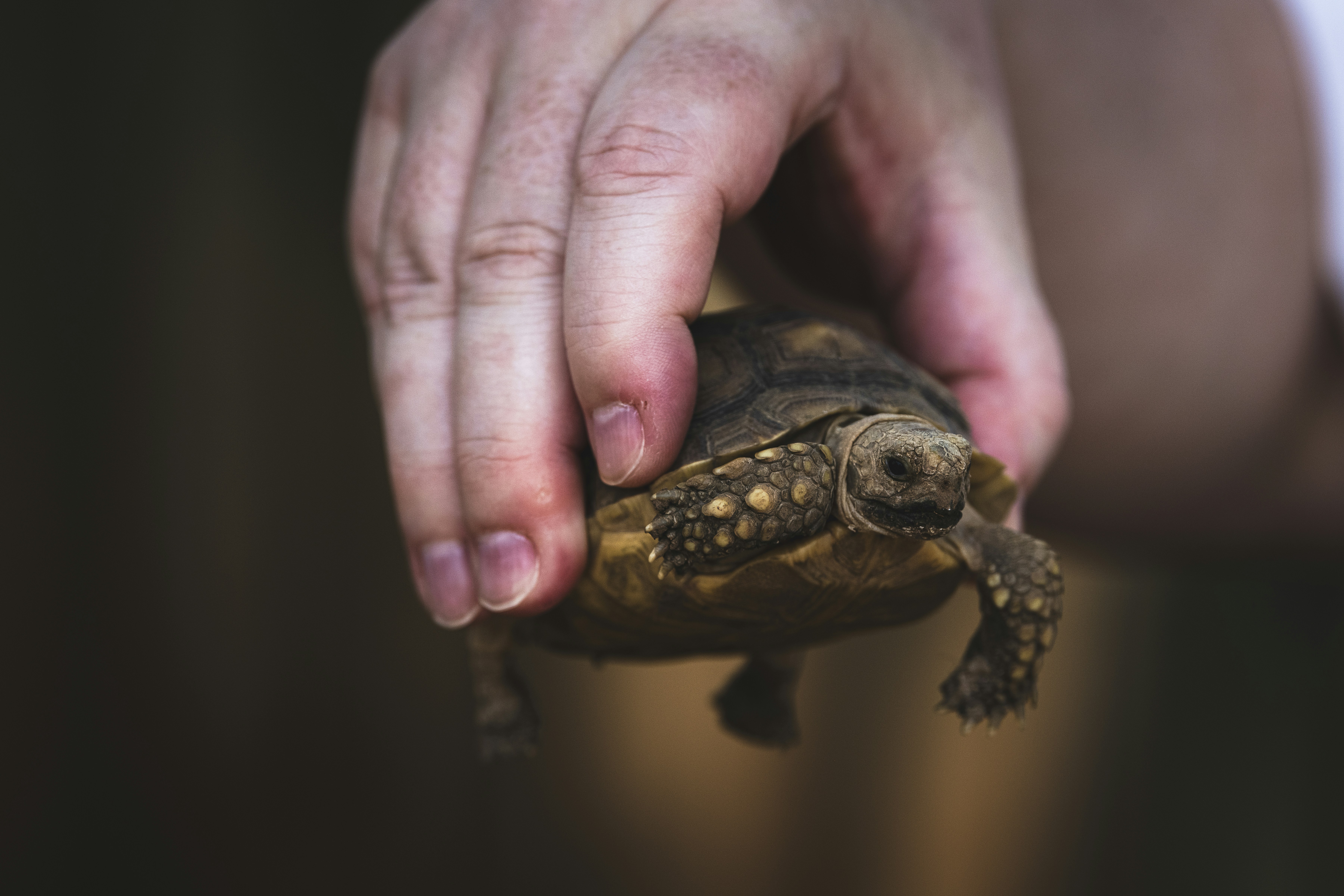 man holding a young yellow-footed tortoise