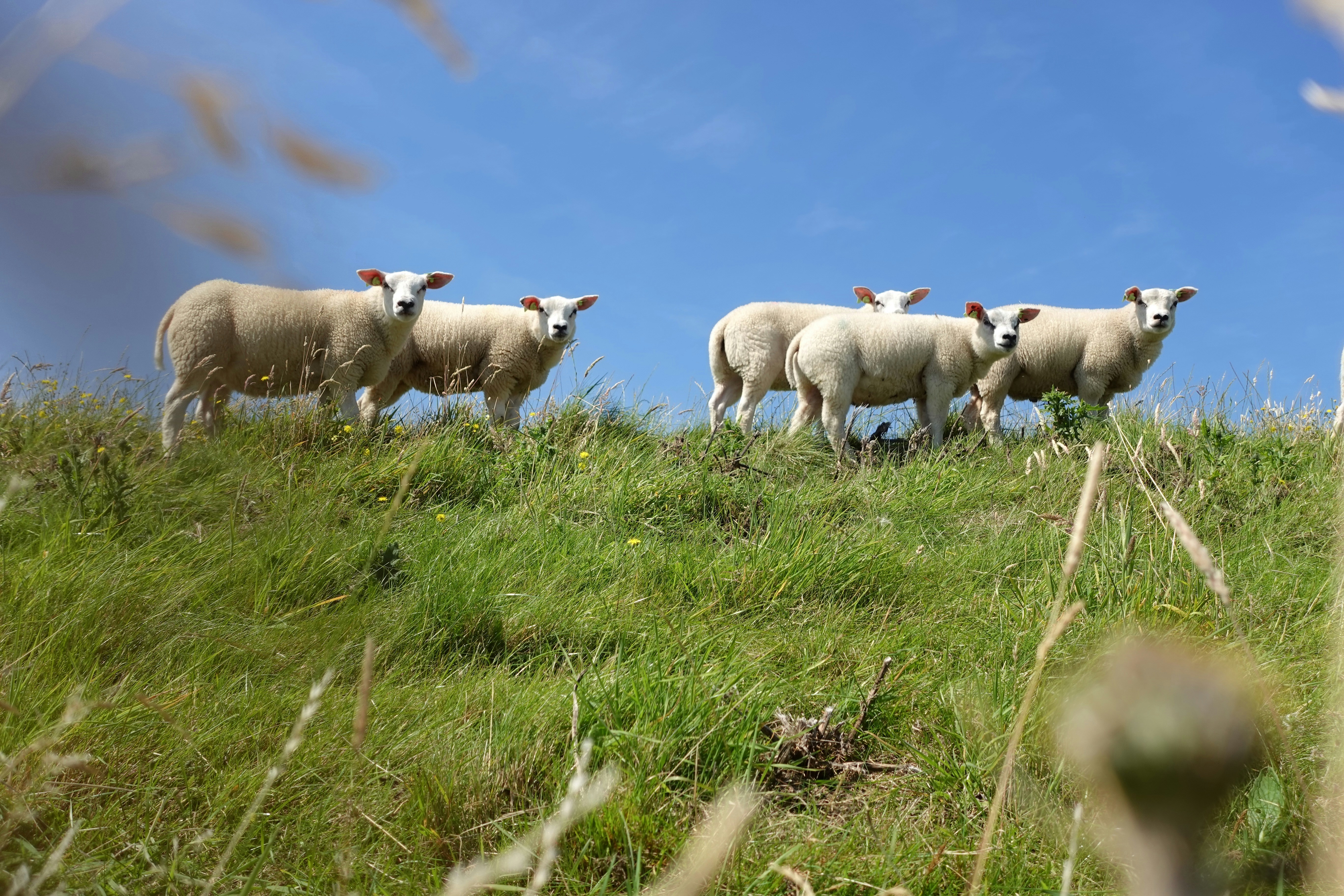 A herd of sheep standing on top of a lush green hillside, Surprised sheep. #texel #netherlands