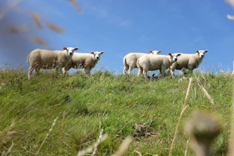Schapen op een Texelse dijk