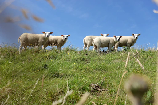 Schapen op een Texelse dijk