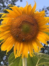 A large sunflower with a bee on it
