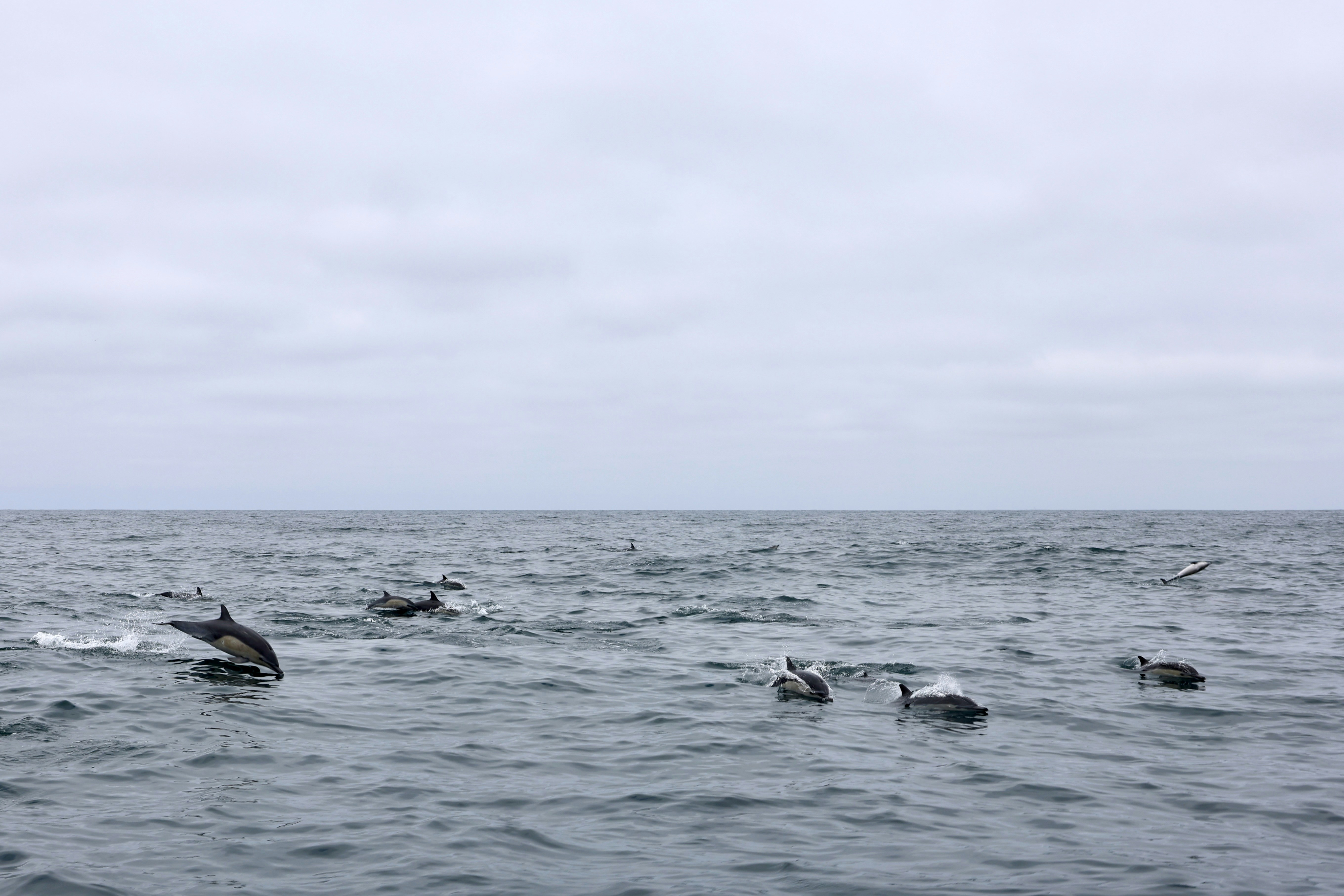 Mating Rituals That Involve Entire Communities (image credits: unsplash)