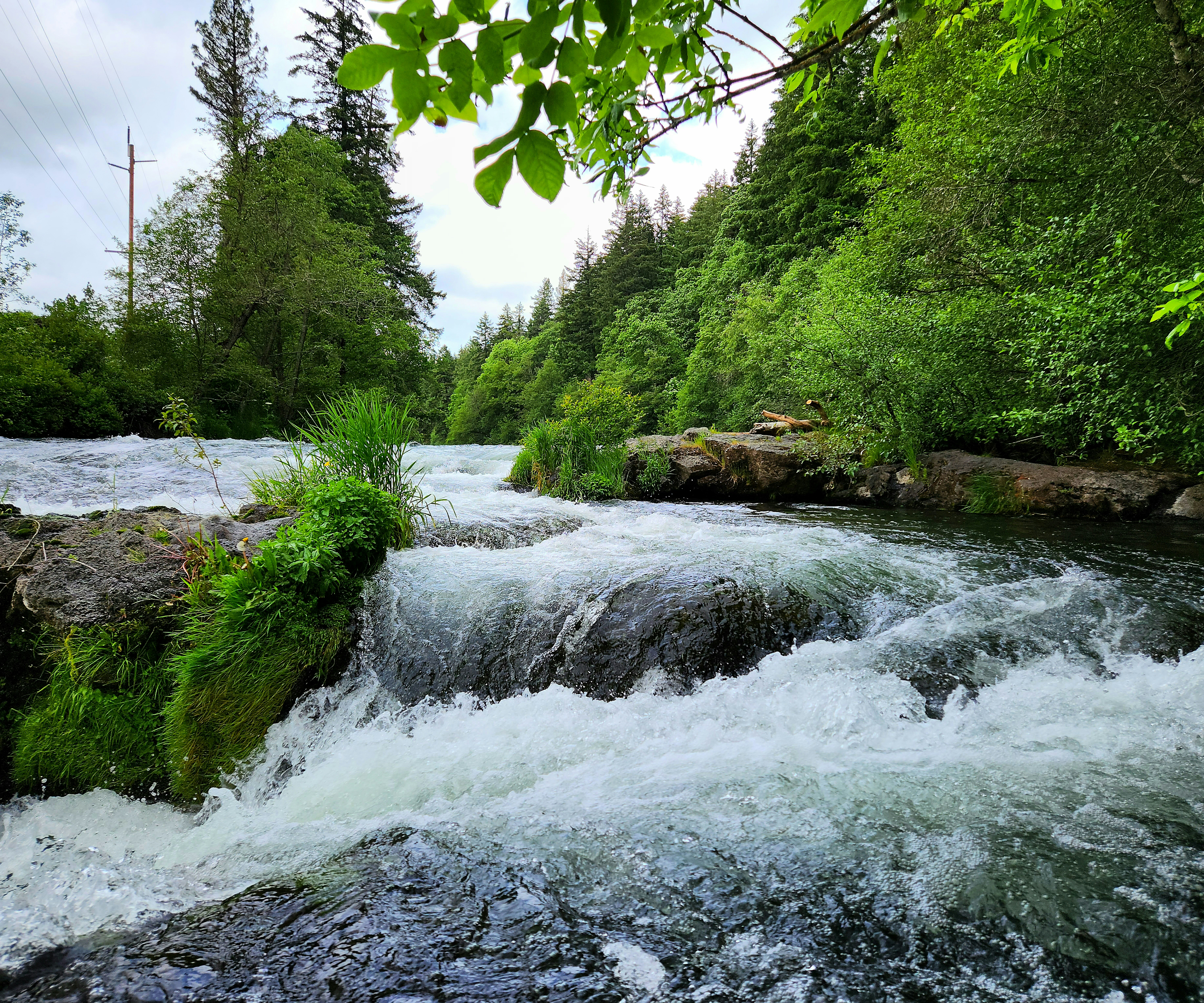 A river running through a lush green forest