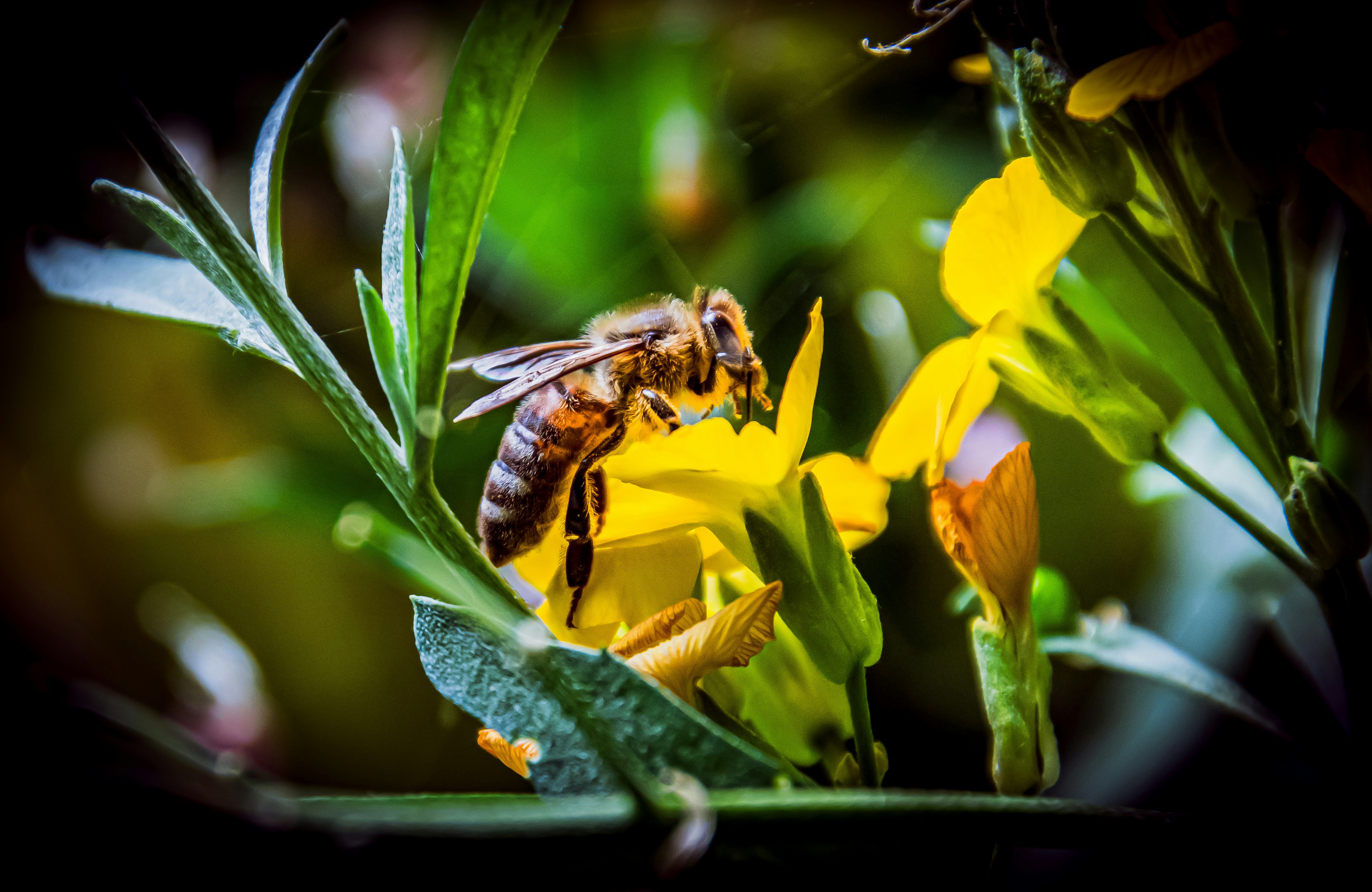 A bee is sitting on a yellow flower