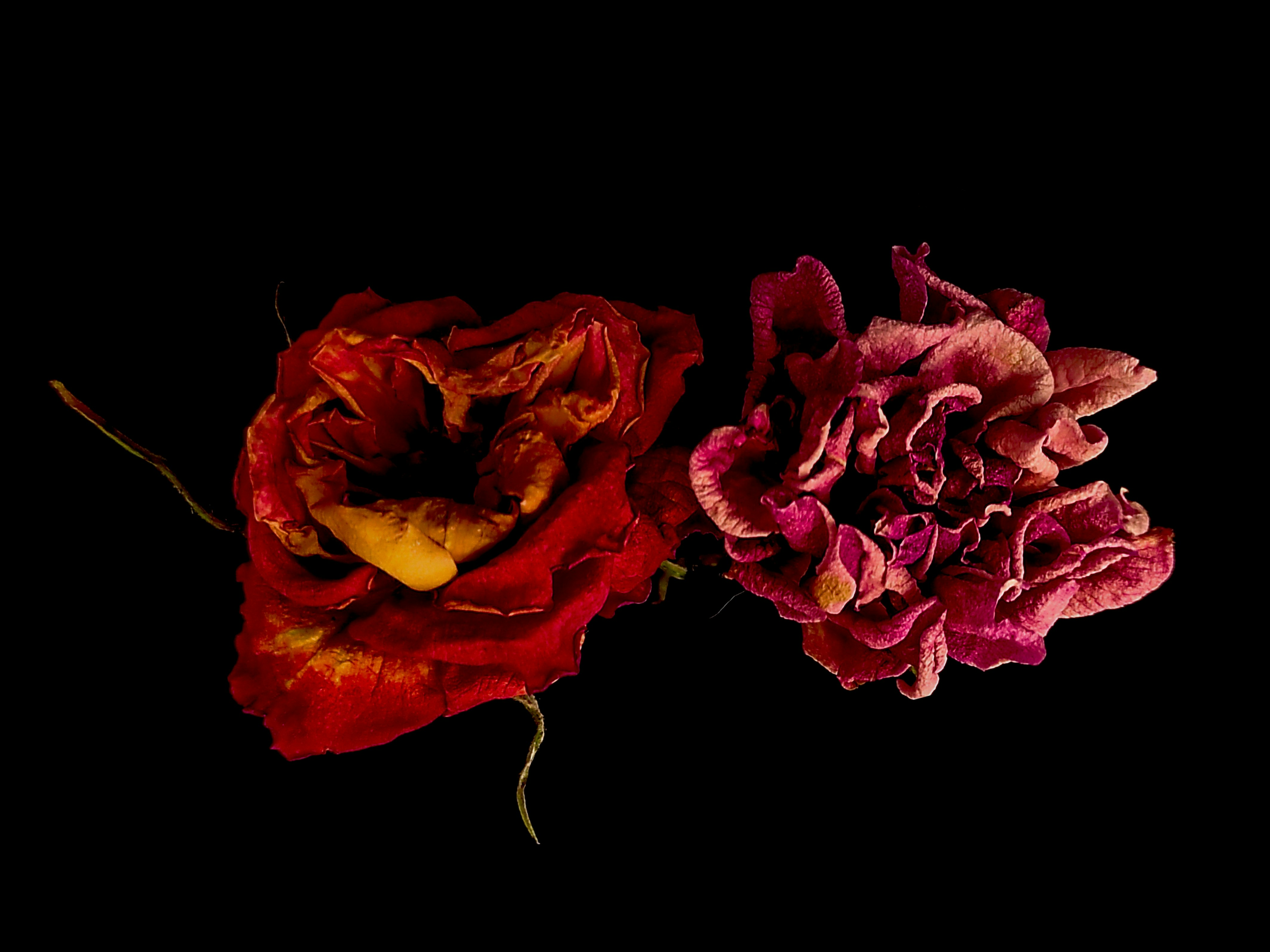 Photo by daniela_e_photography