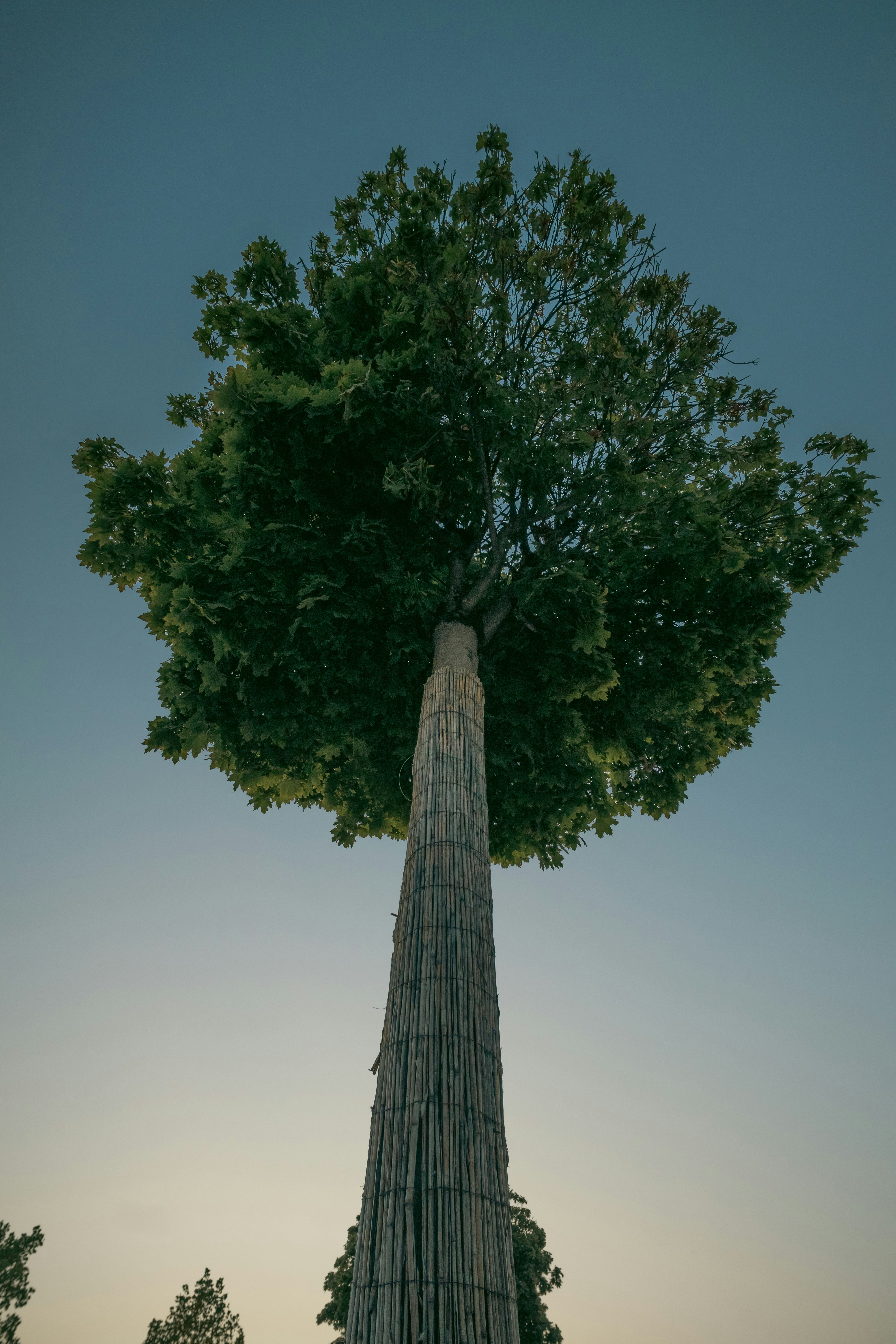 A tall tree standing in the middle of a field