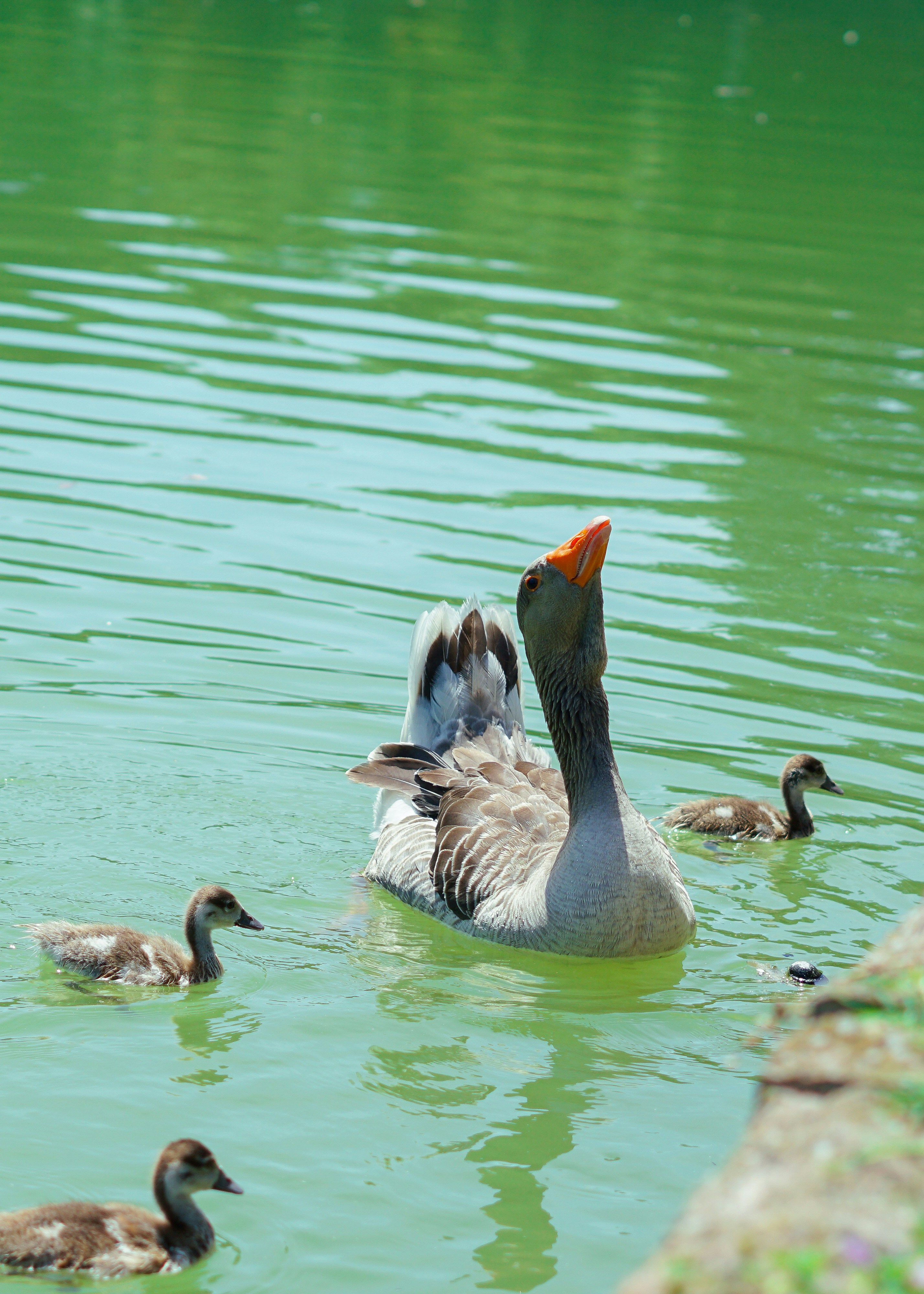 Photo by hardialsingh