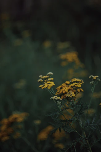A bunch of yellow flowers in a field