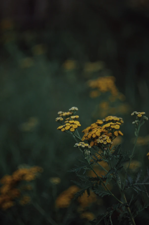 A bunch of yellow flowers in a field