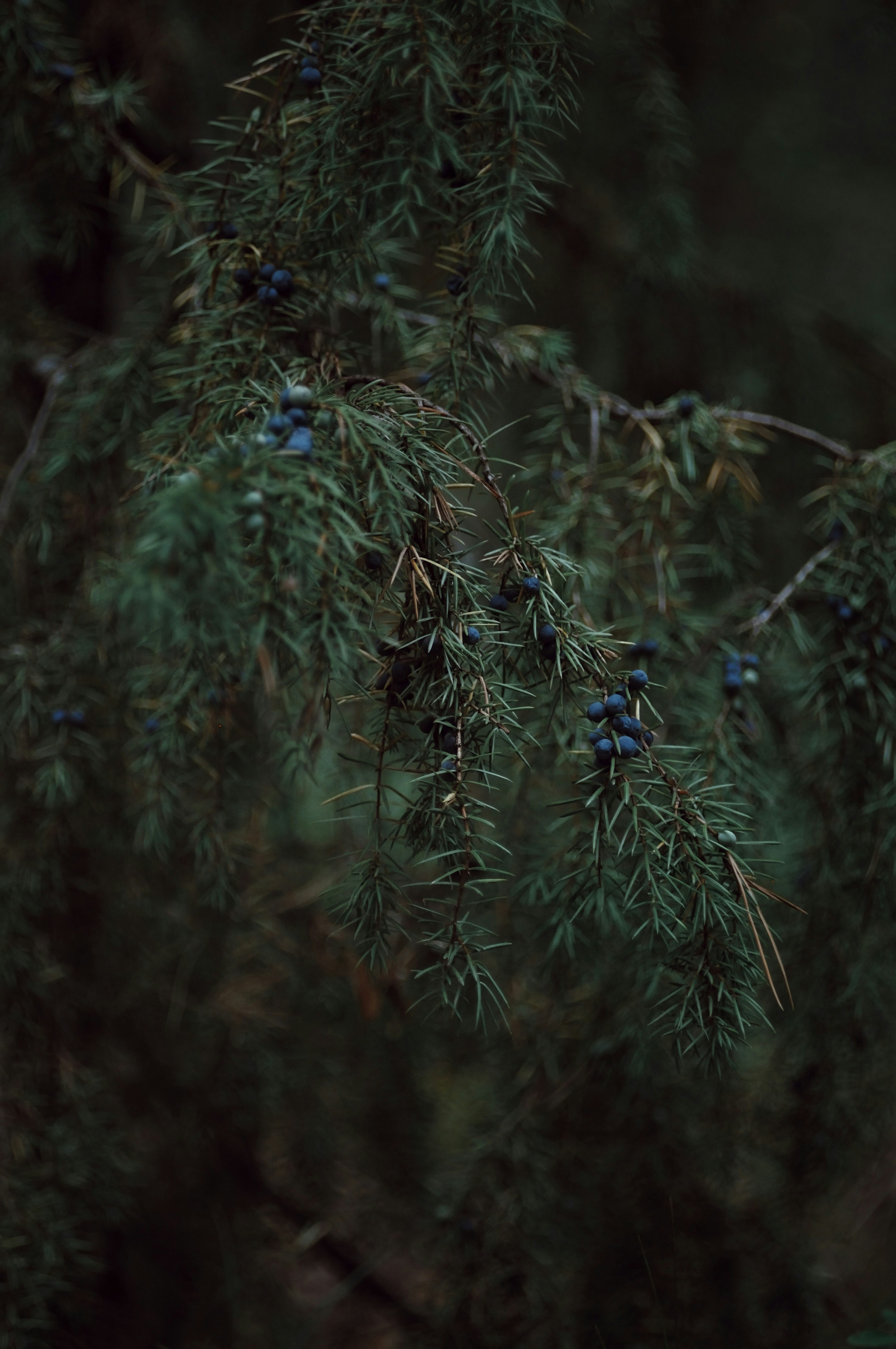 A bird perched on a branch of a tree