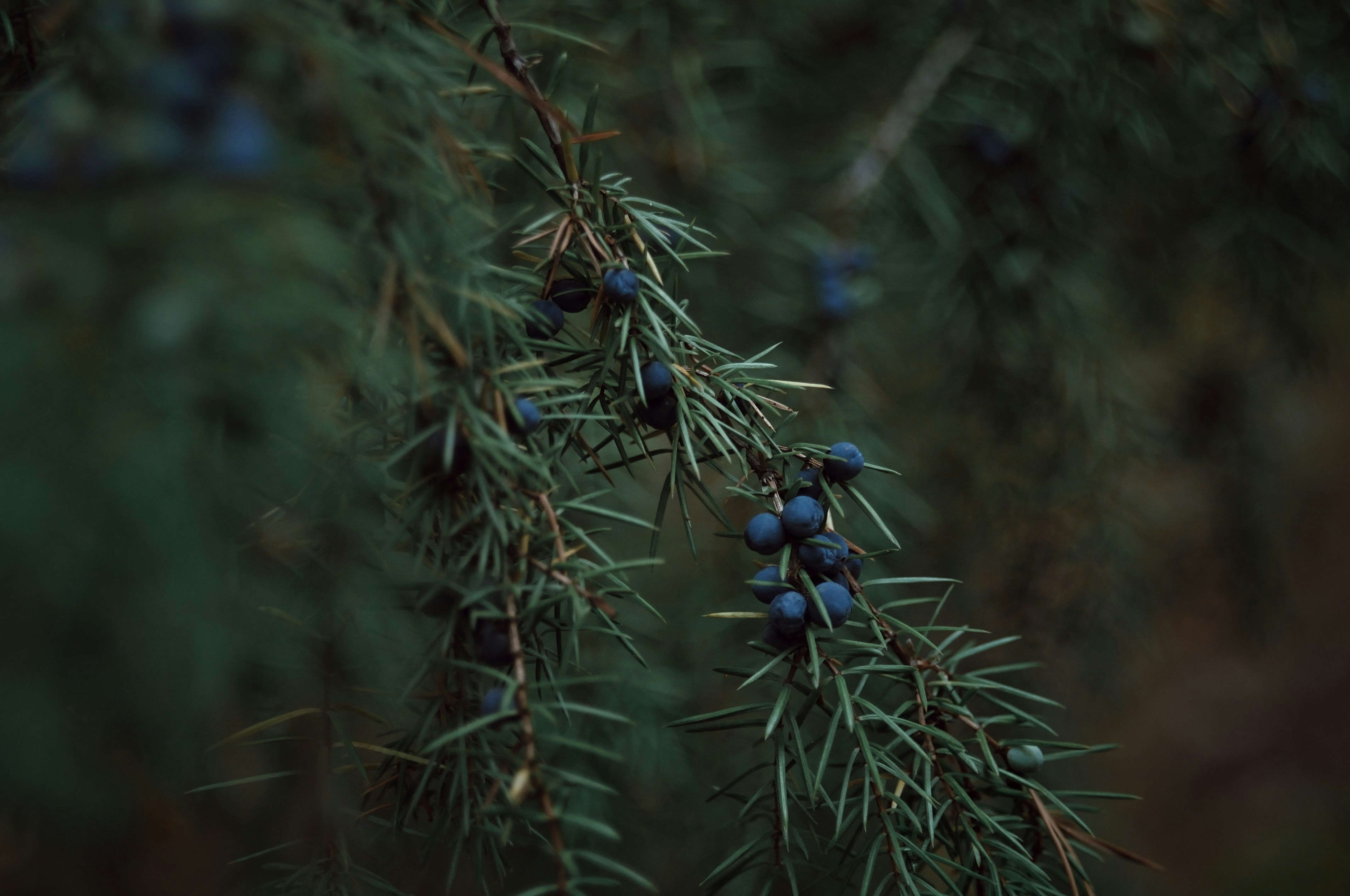 A branch of a pine tree with berries on it