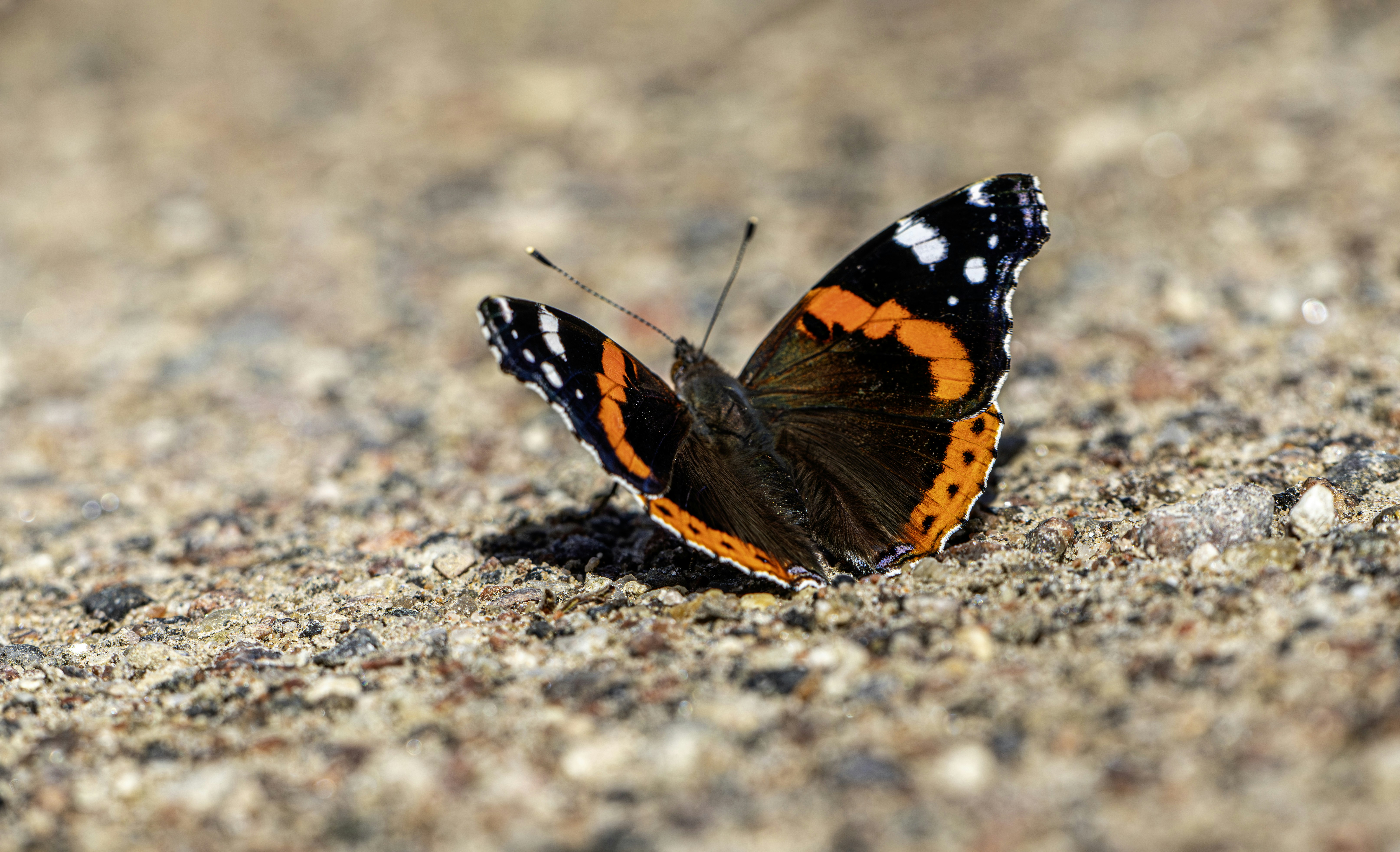 Photo by erik_karits