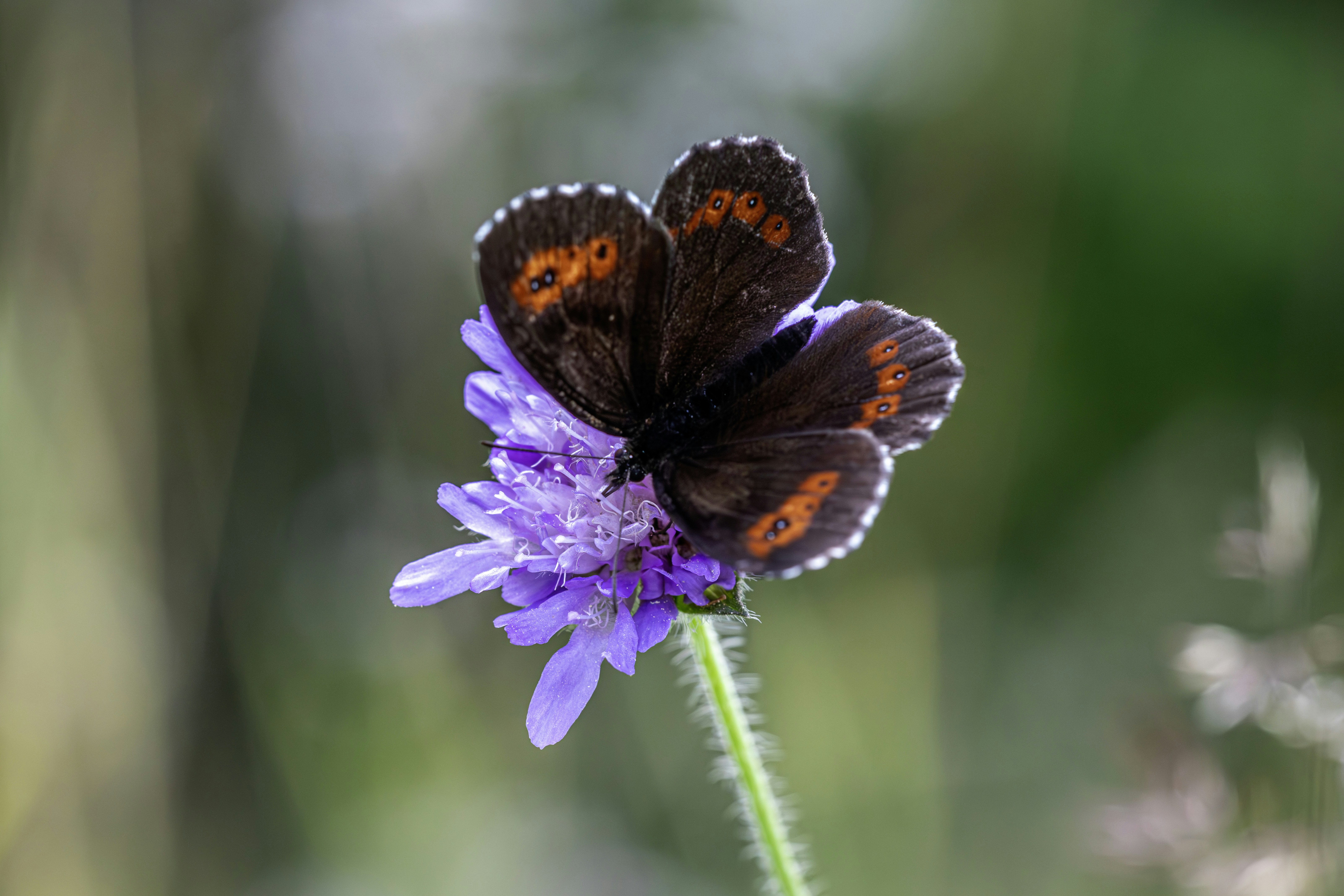 Photo by erik_karits