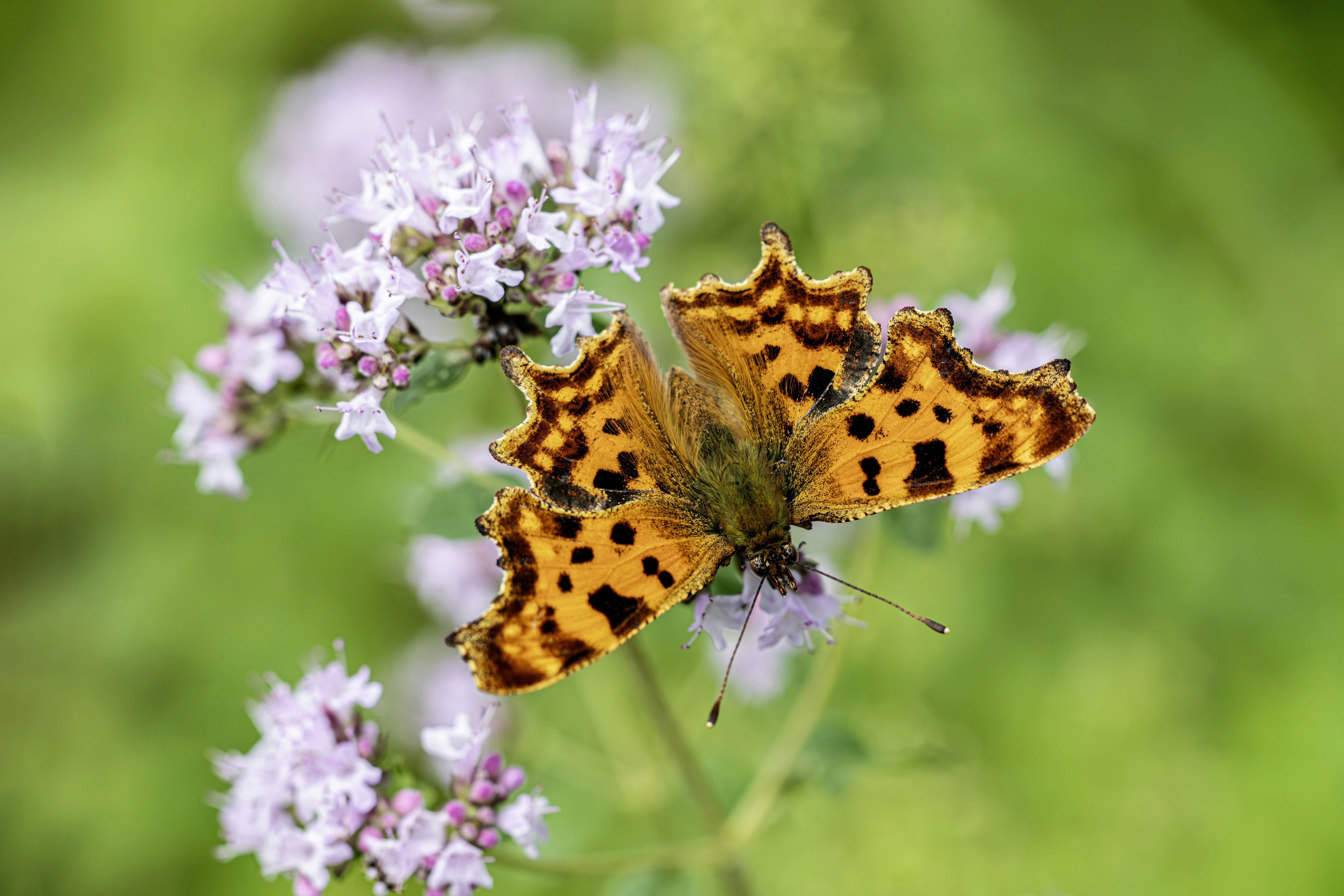 Photo by erik_karits