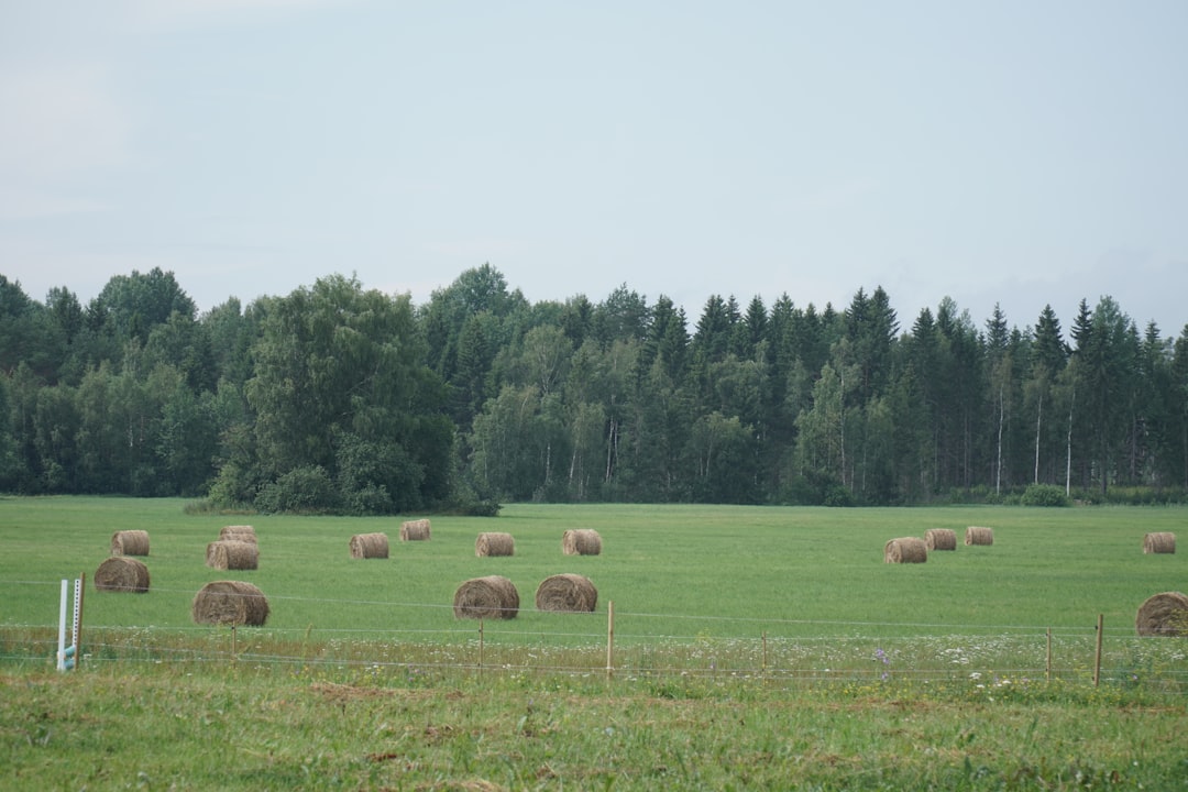 Hortmax. Gospodarstwo ogrodnicze. Tkaczuk Ireneusz. Hurtowa sprzedaż warzyw