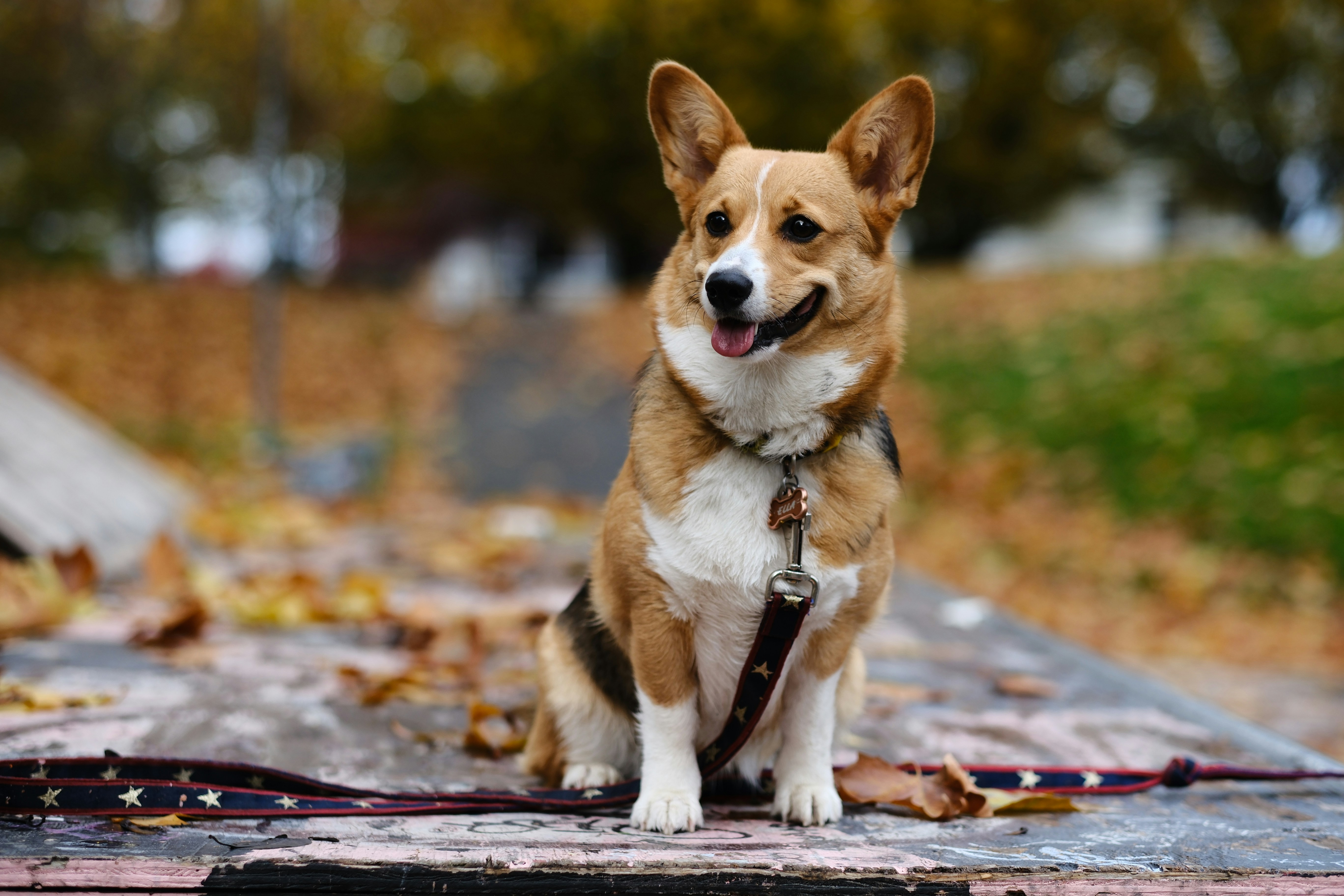 Photo by hiking_corgi