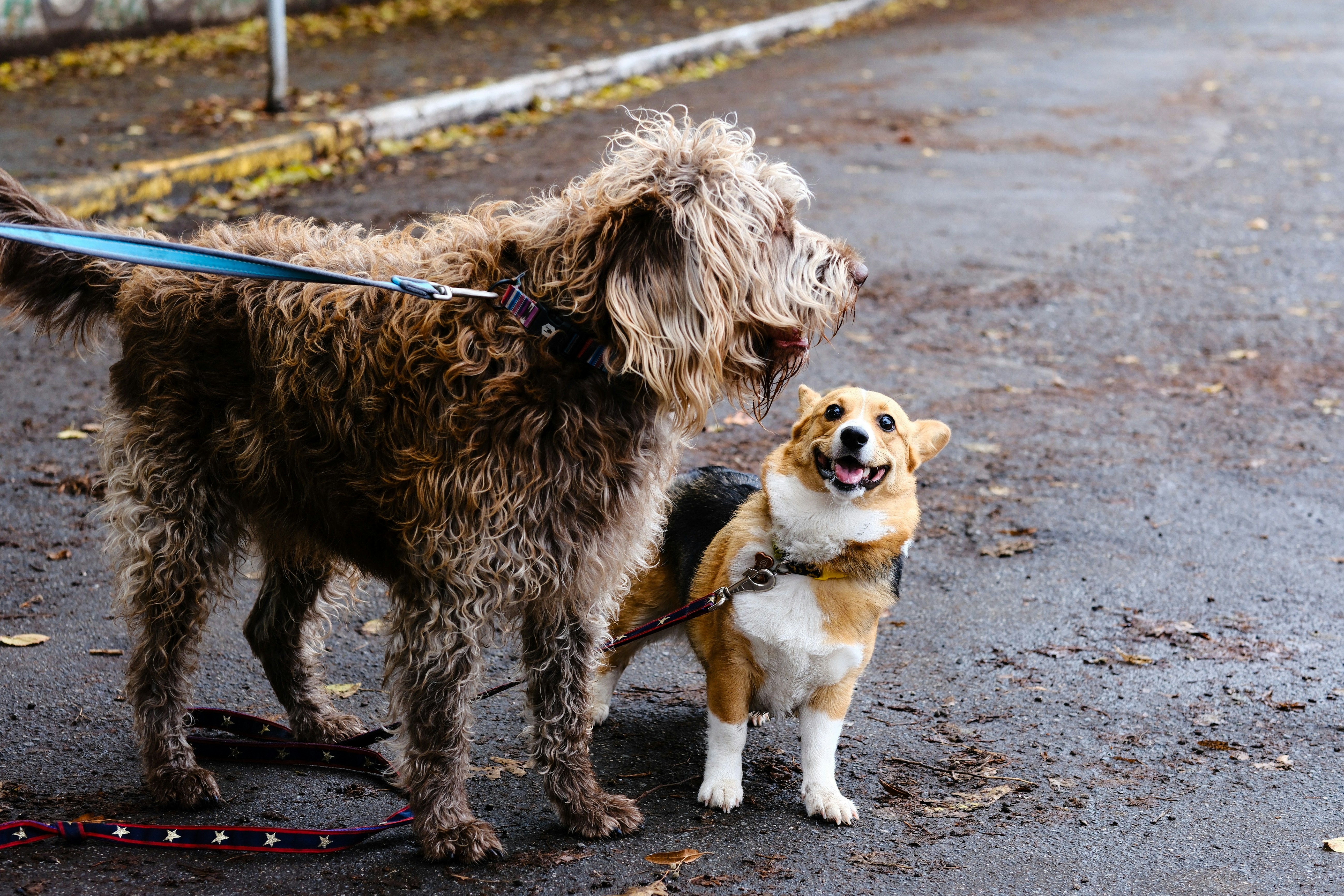 Photo by hiking_corgi