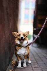A small dog tied to a wall with a leash