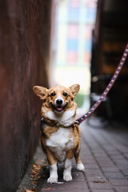 A small dog tied to a wall with a leash