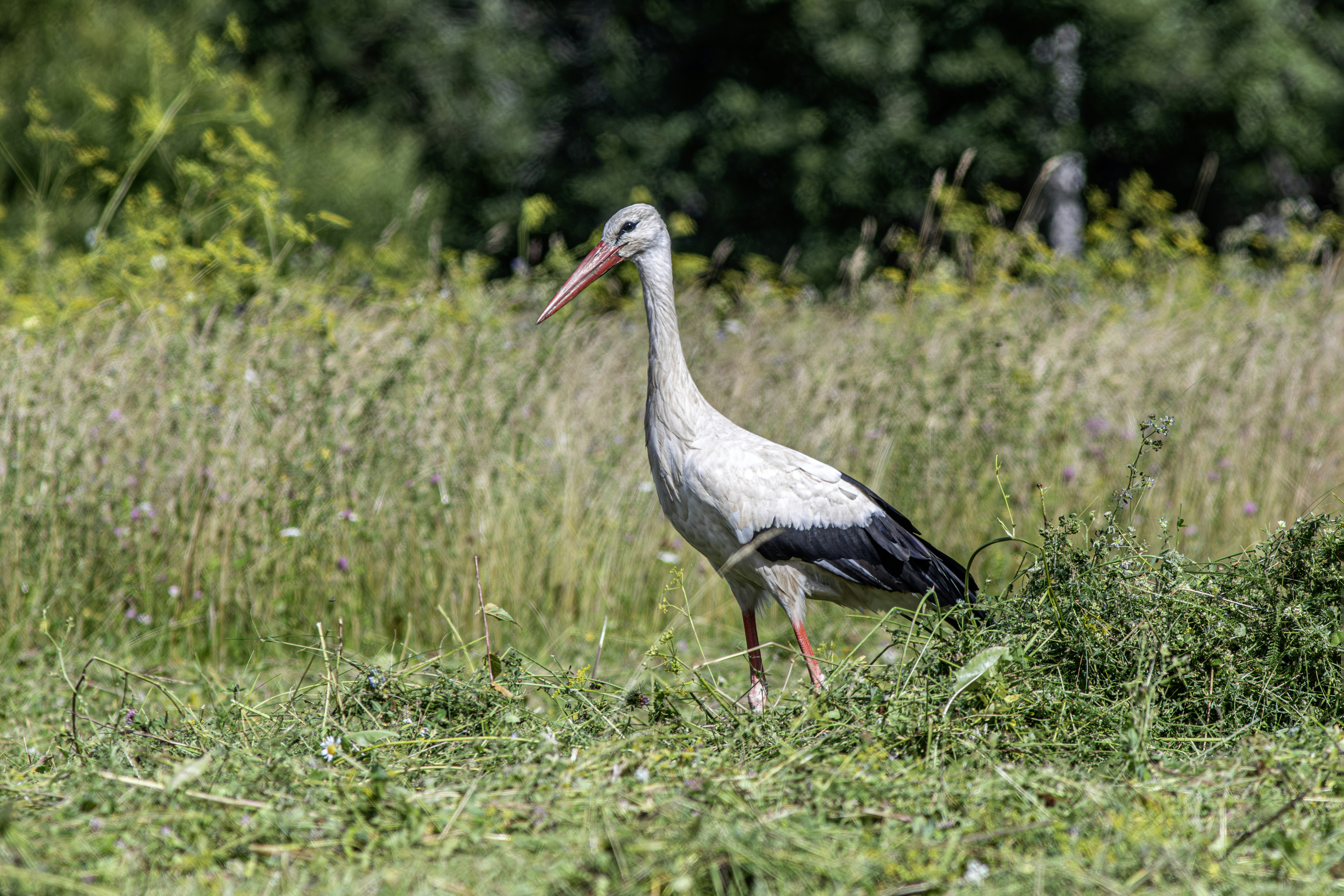 Photo by erik_karits