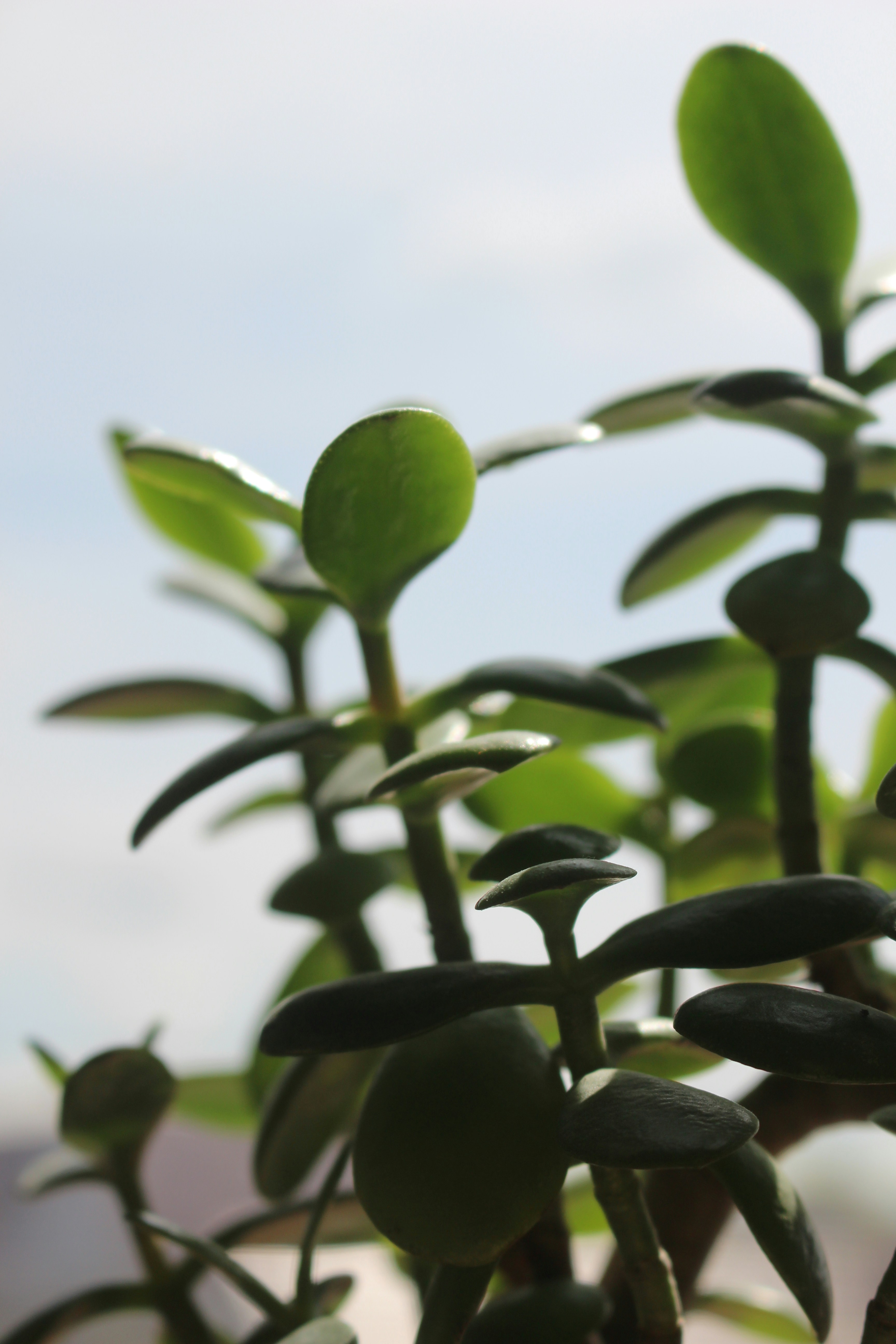 Un primer plano de una planta con hojas verdes